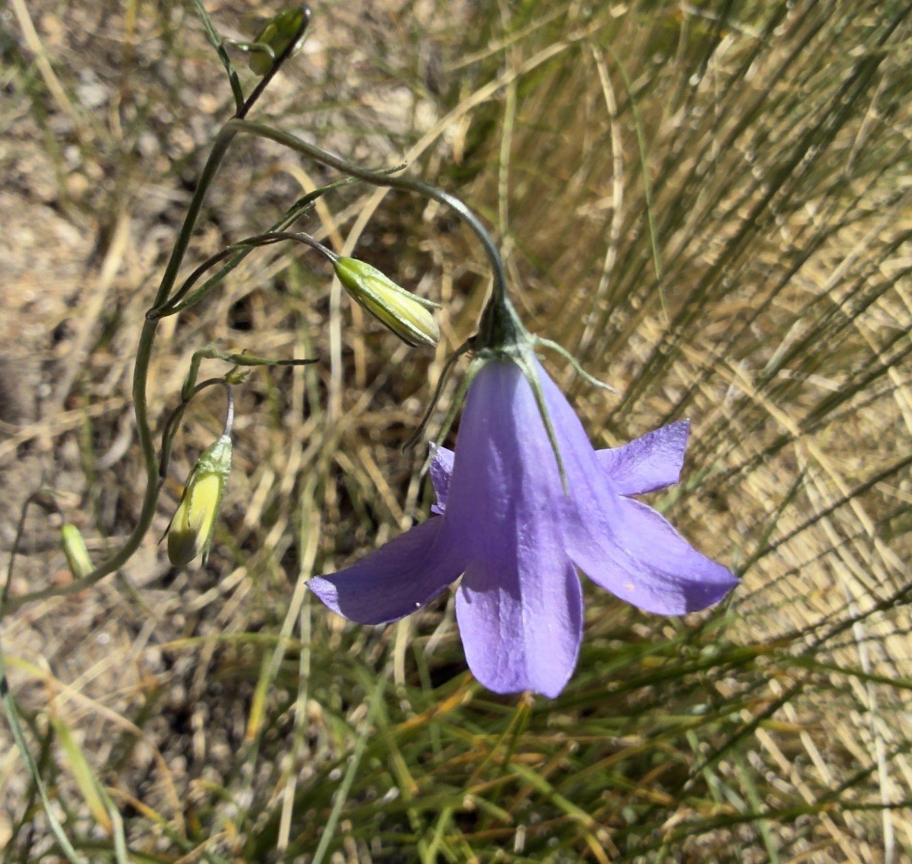 Harebell, Campanula rotundifolia, 6/21/26