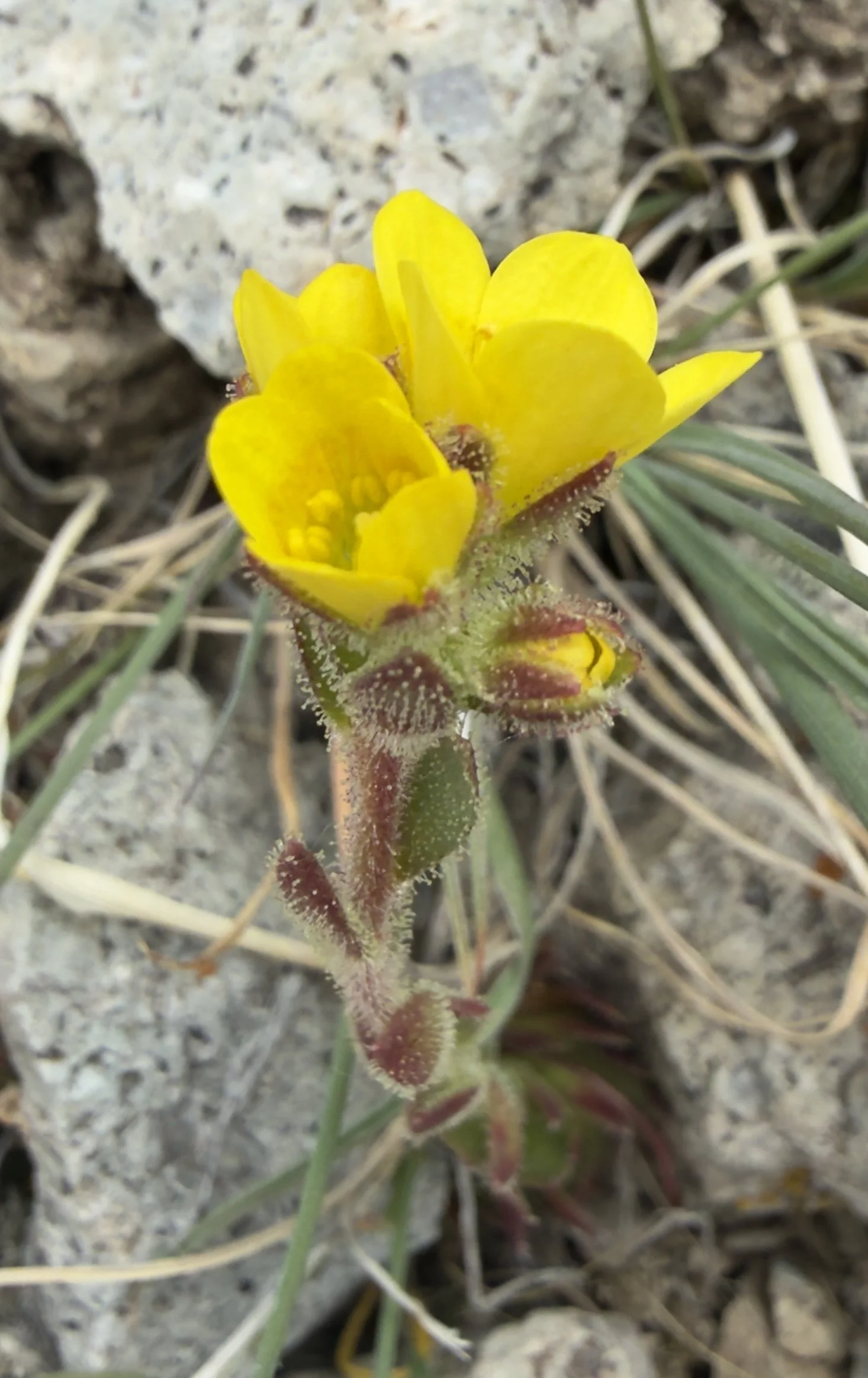 Whiplash saxifrage, Saxifraga flagellaris, 6/22/26