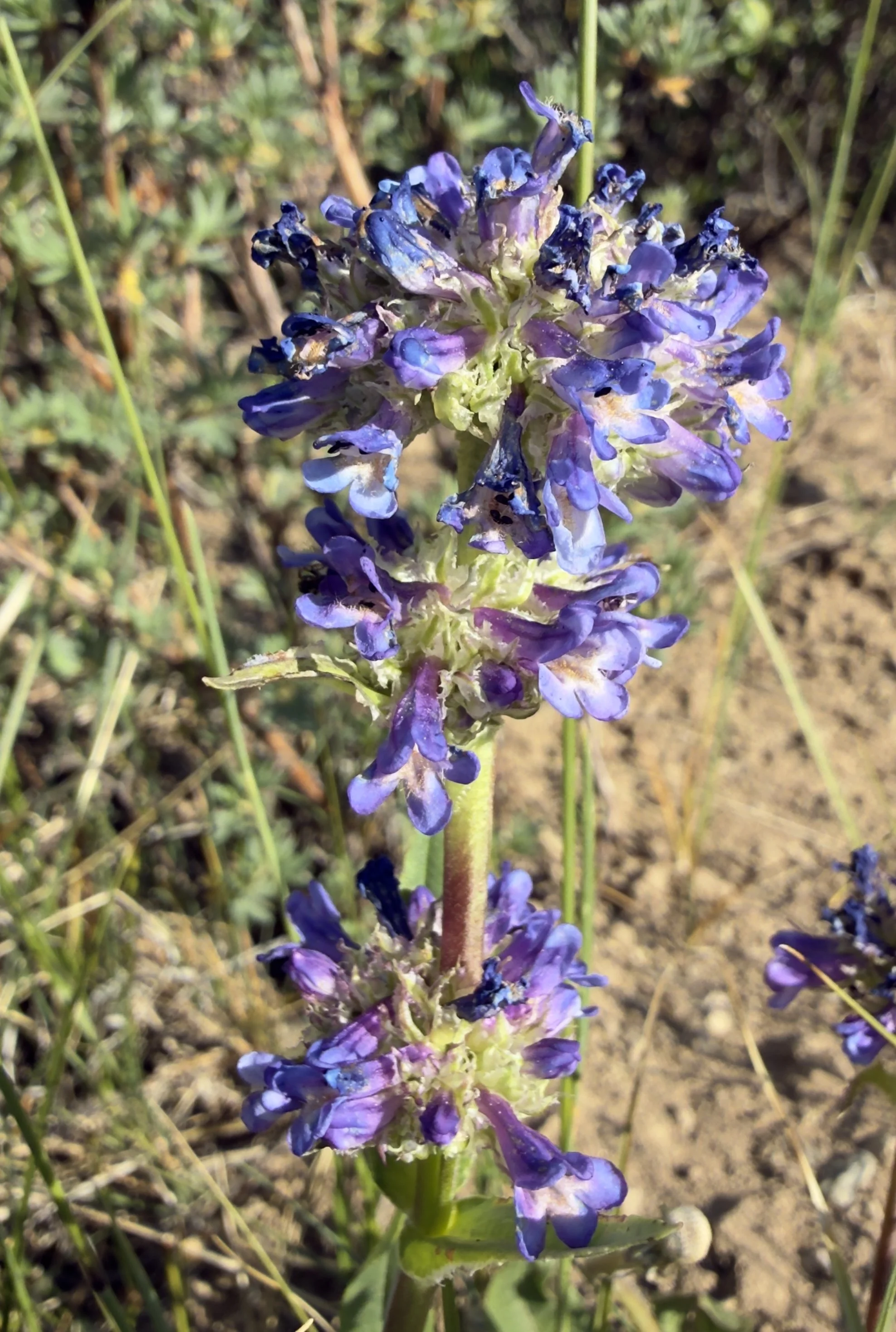 Rydberg's penstemon, Penstemon rydbergii, 6/22/26