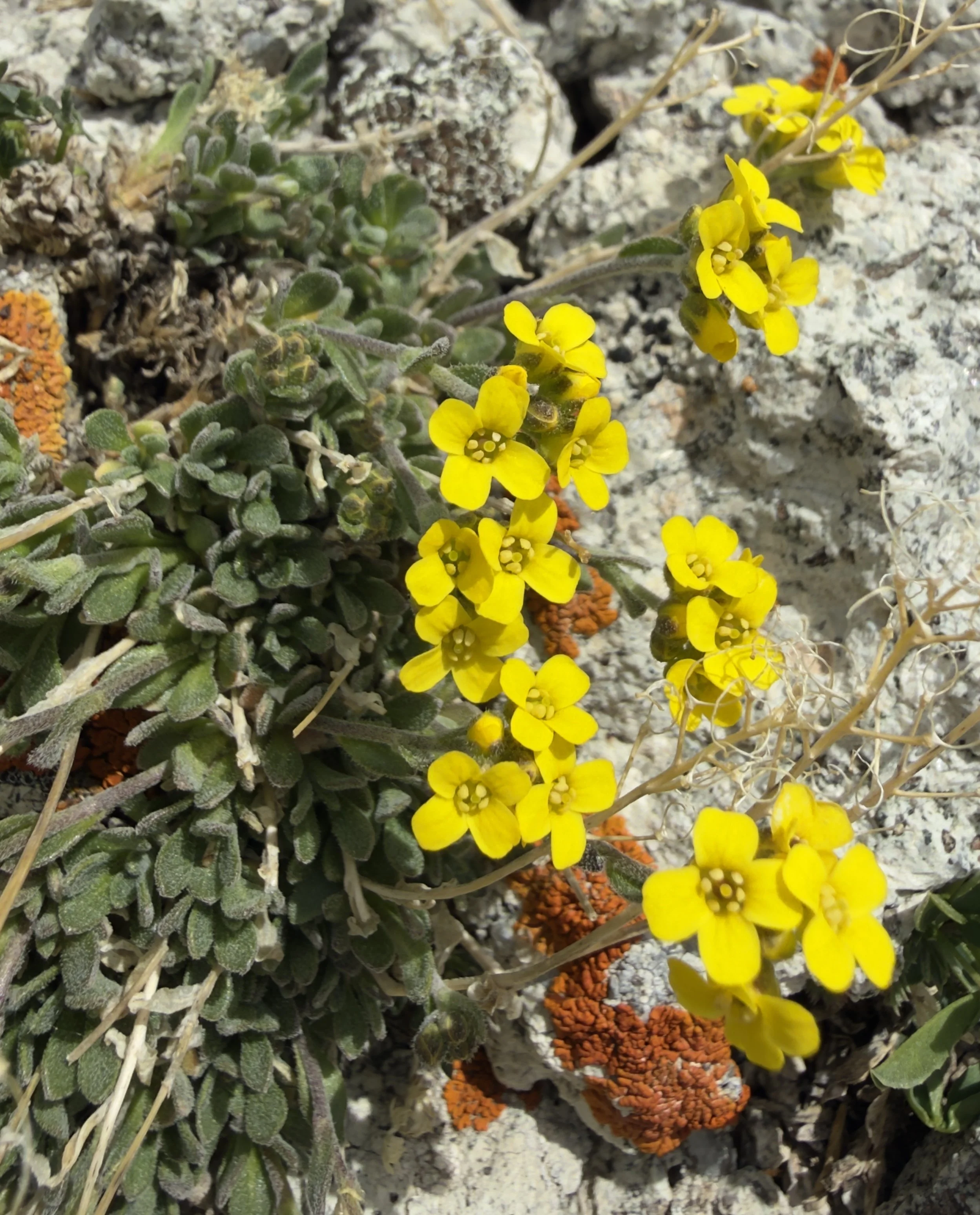 Alpine tundra draba, Draba streptobrachia, 6/22/26