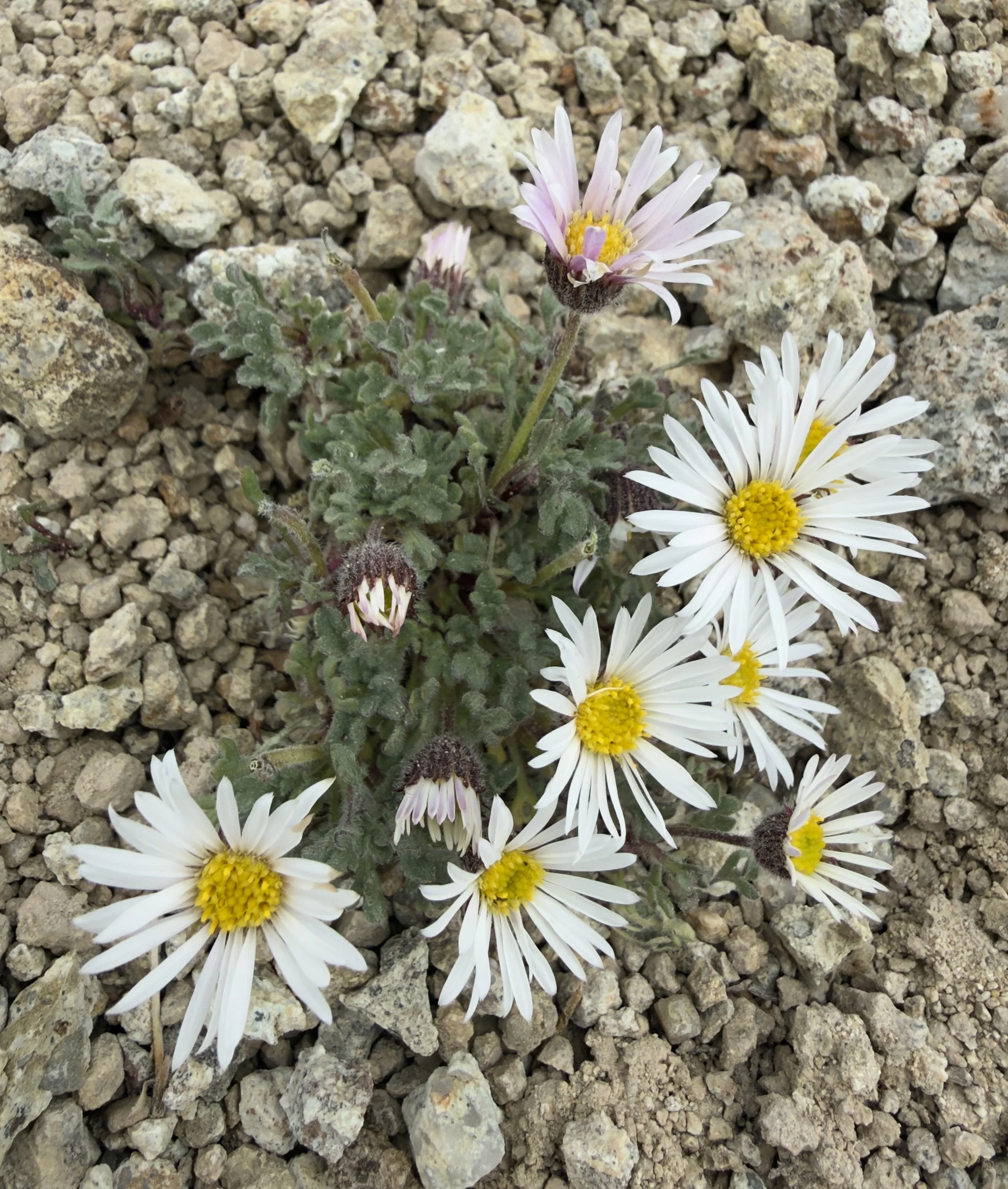 Rambling fleabane, Erigeron vagus, 6/22/26