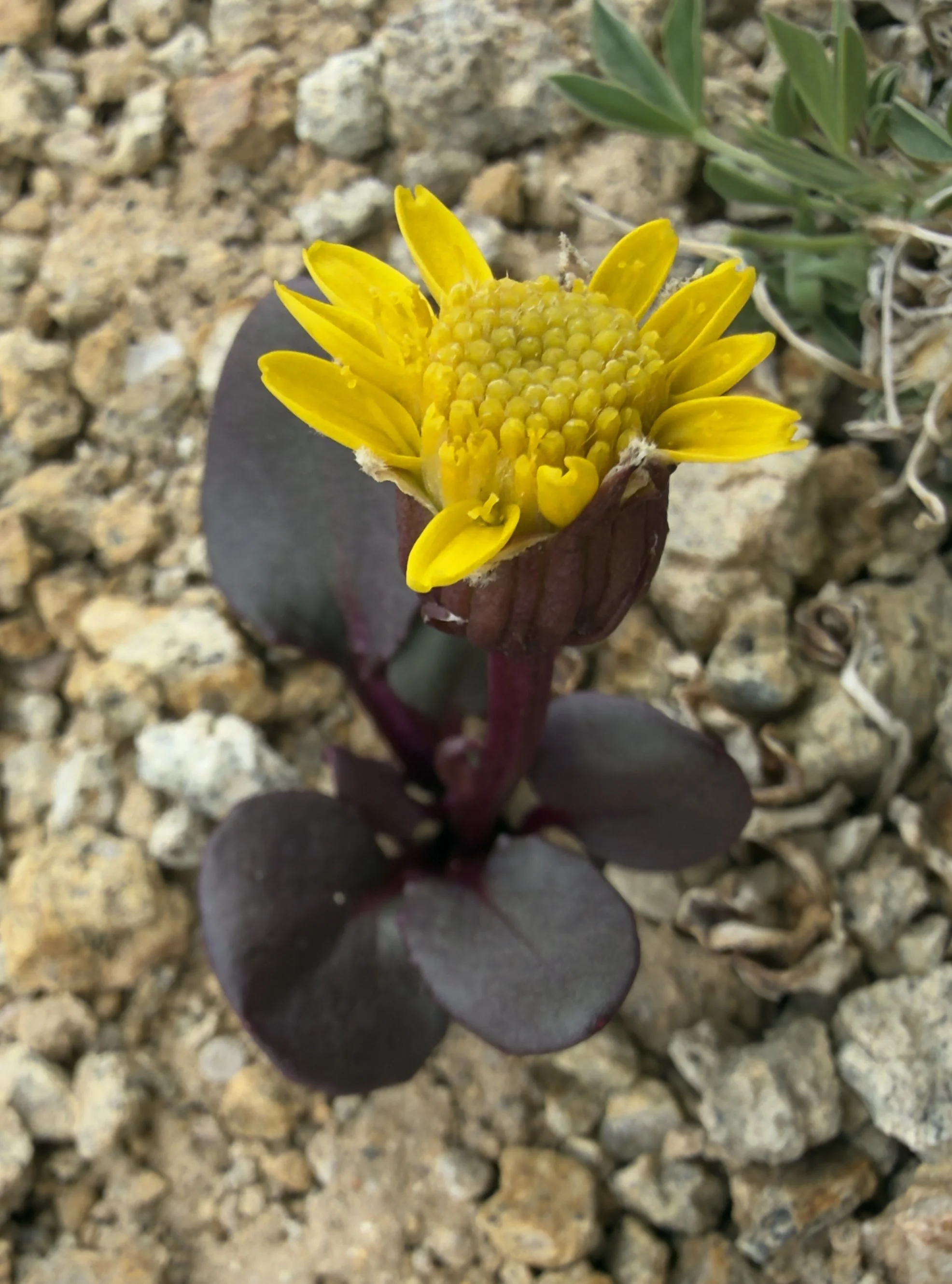 Colorado ragwort, Senecio soldanella, 6/22/26