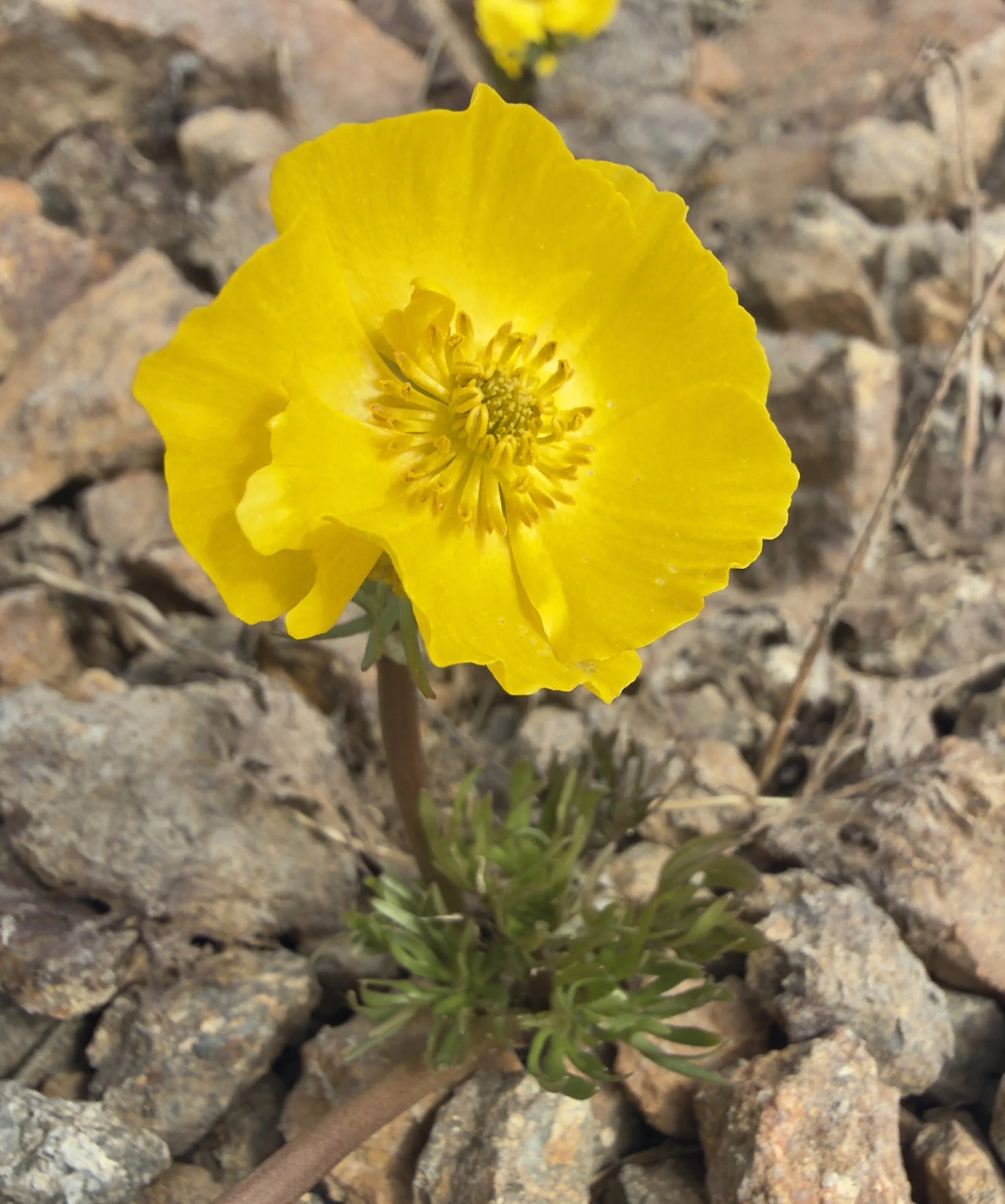 Snow buttercup, Ranunculus adoneus, 6/22/26
