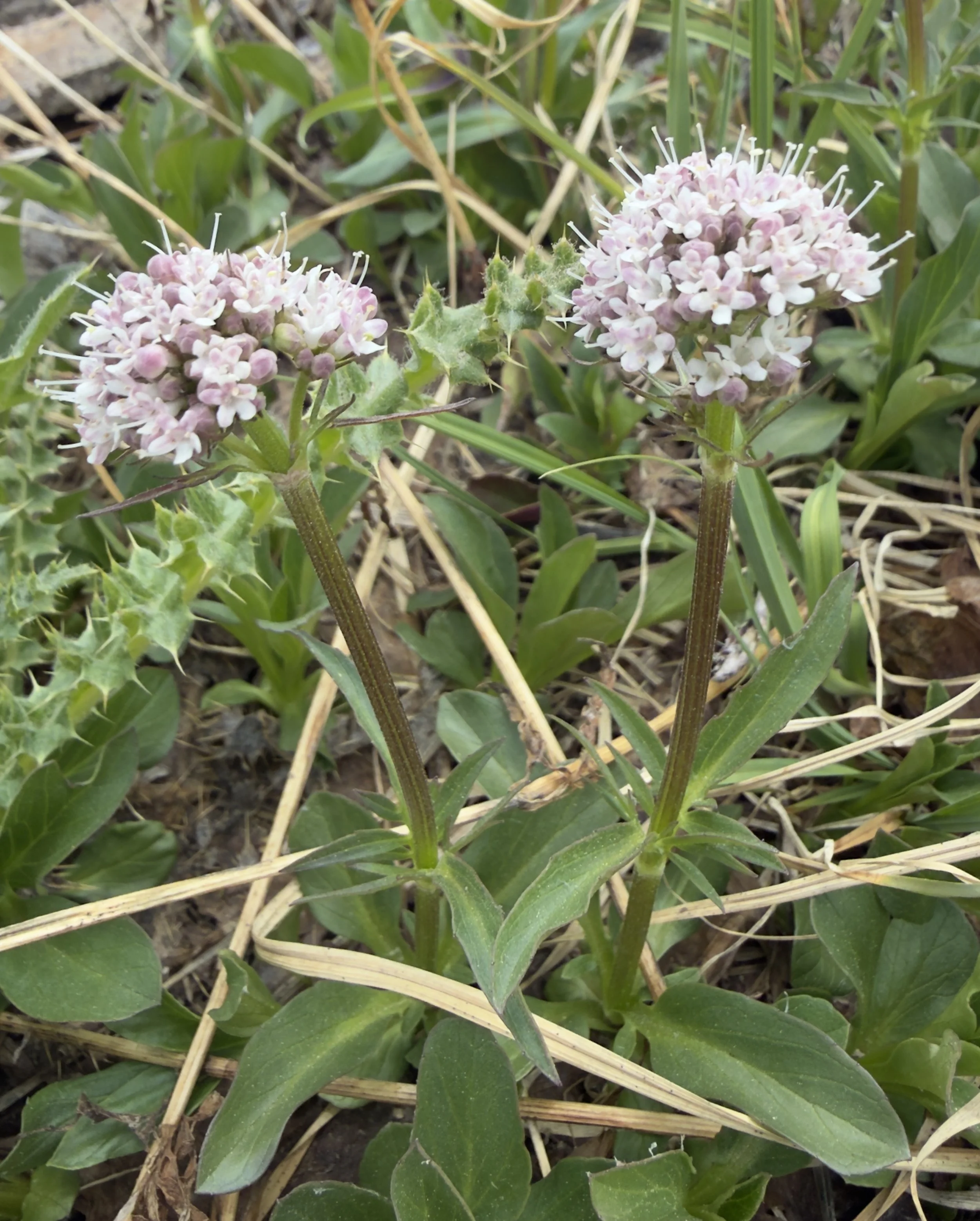 Sharp-leaved valerian, Valerian acutiloba, 6/22/26