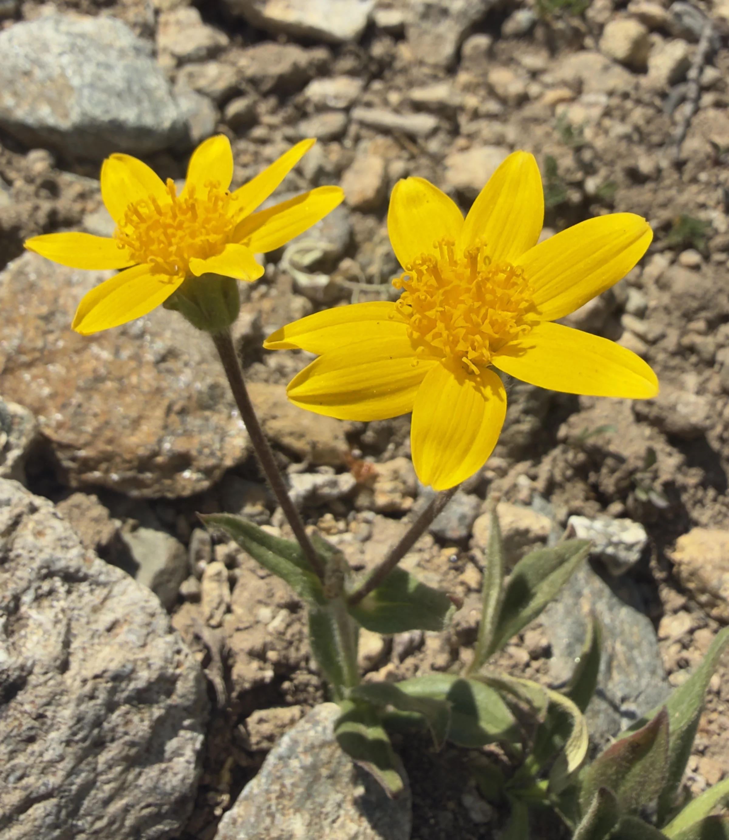 Rydberg's arnica, Arnica rydbergii, 6/22/26