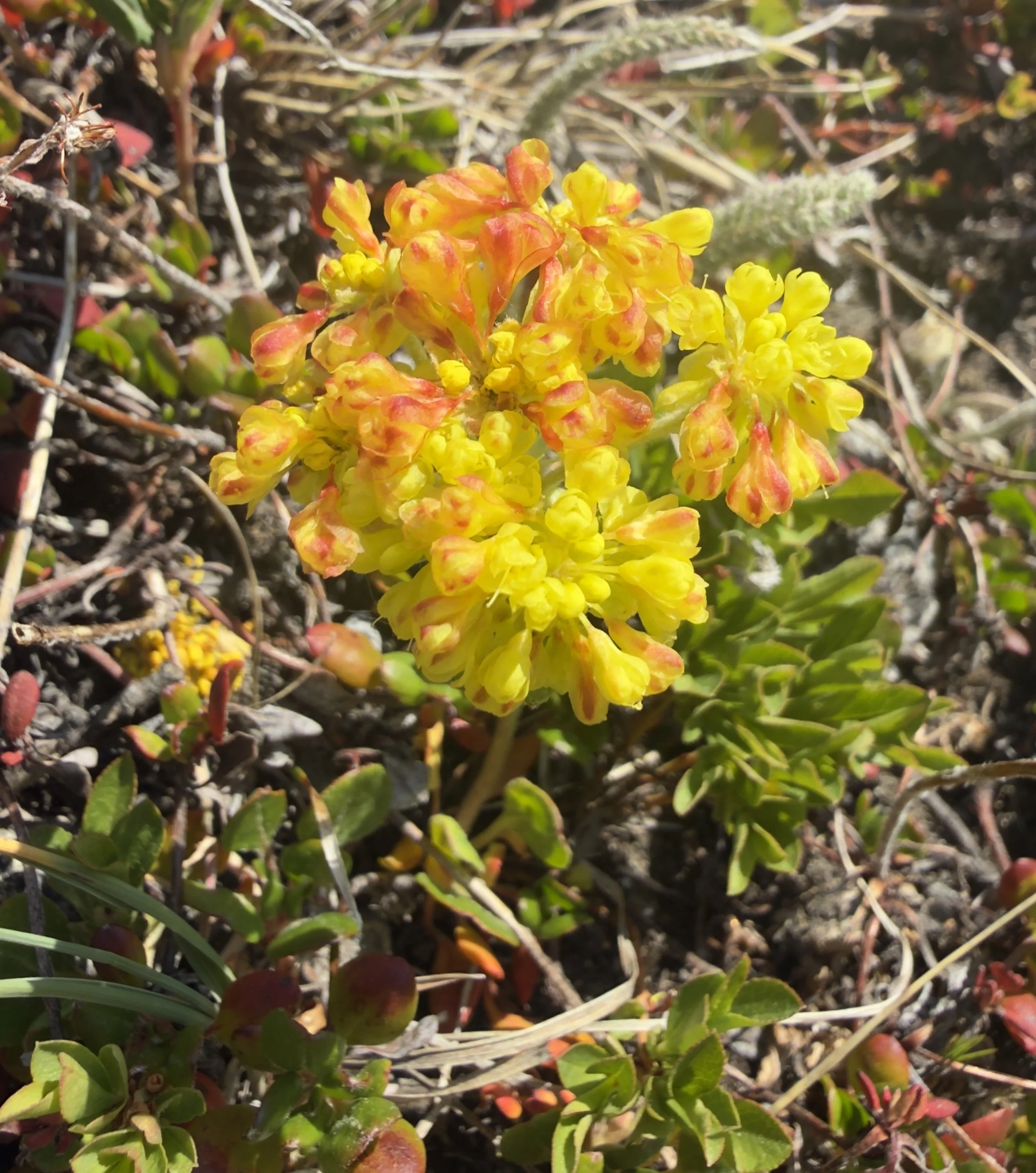 Porter's sulfur flower, Eriogonum umbellatum var. porteri, 6/22/26
