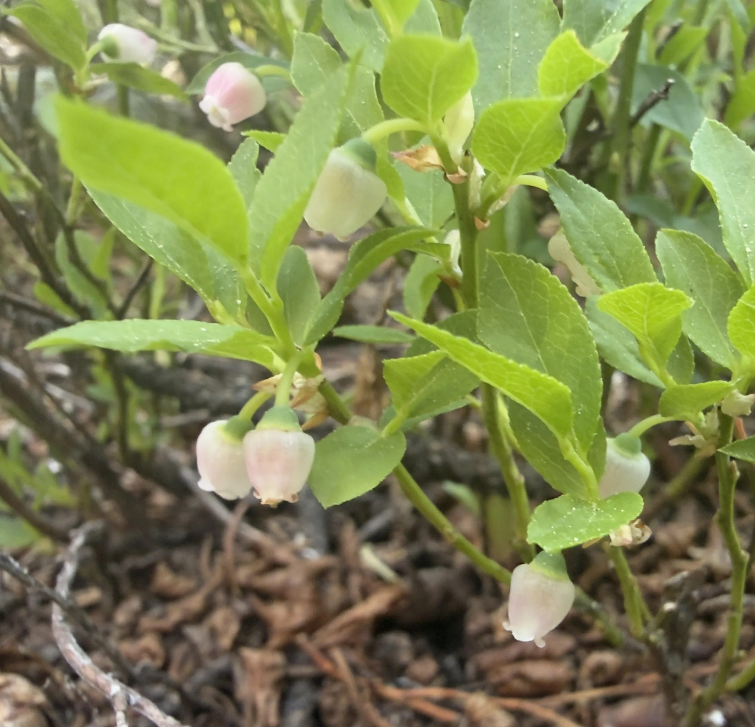 Common bilberry, Vaccinium myrtillus, 6/22/26