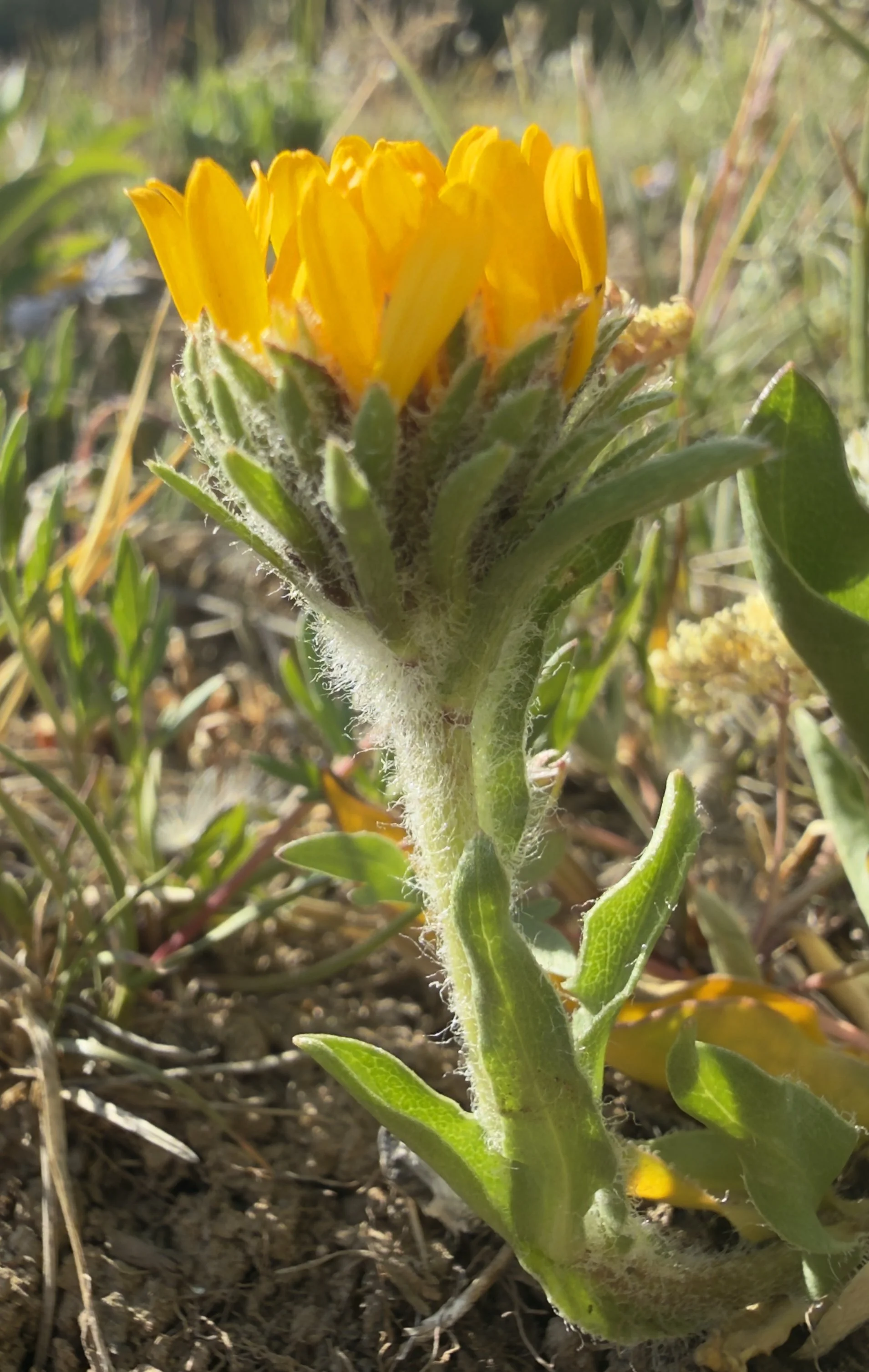 Tranquil goldenweed, Pyrrocoma clementis, 6/22/26