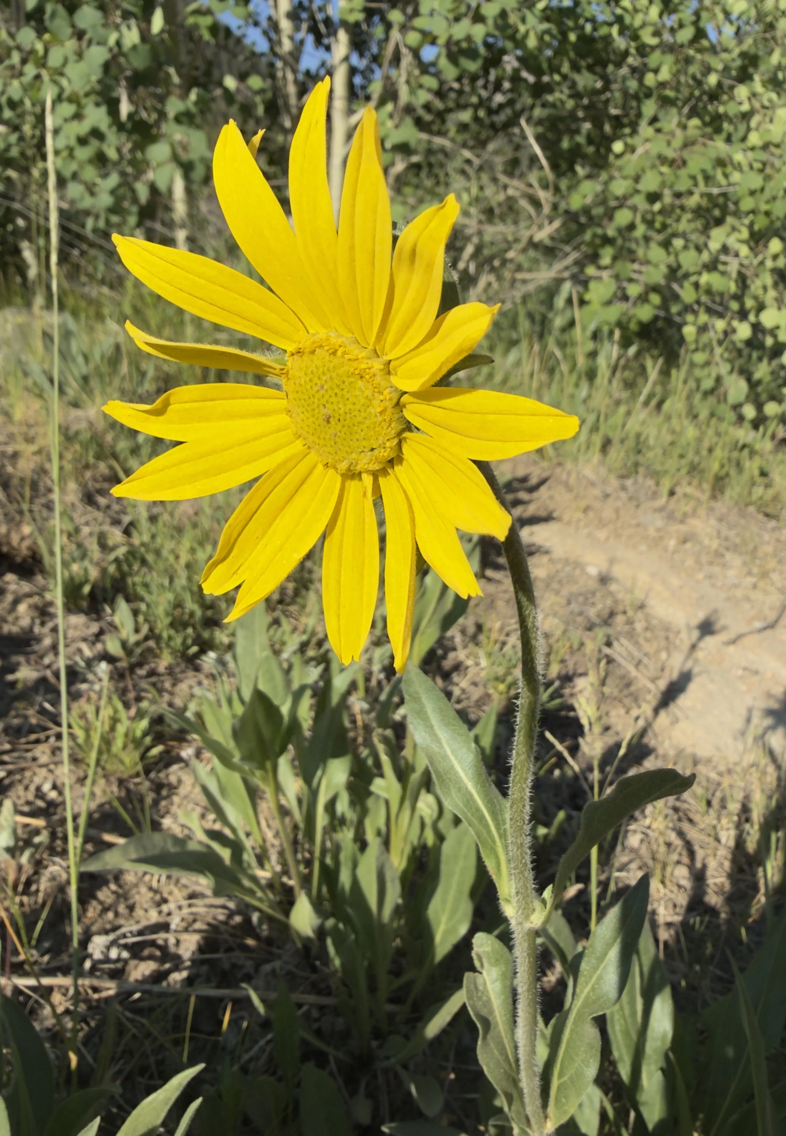 Five-nerved sunflower, Helianthella quinquenervis, 6/22/26