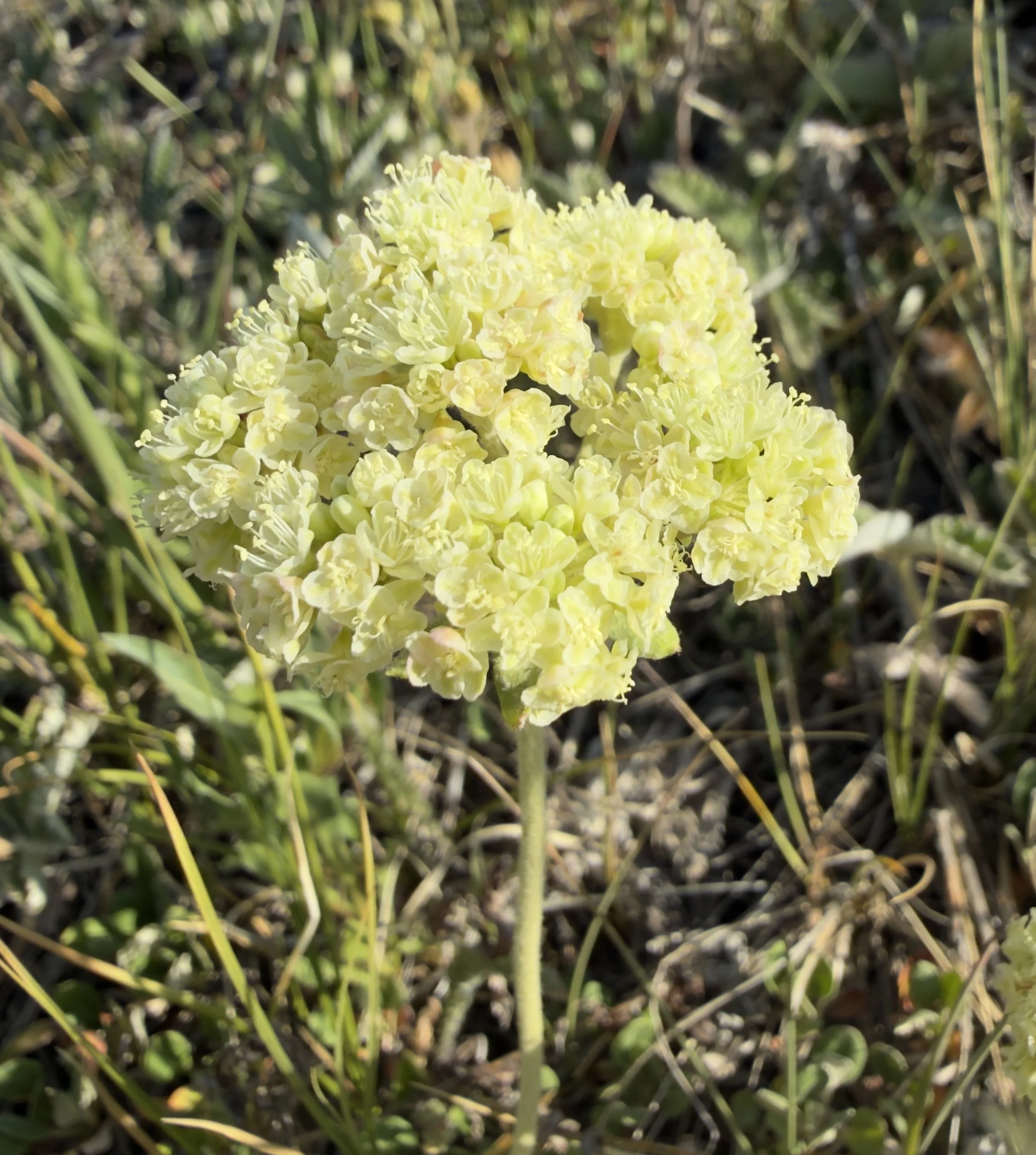 Subalpine buckwheat, Eriogonum subalpinum, 6/22/26