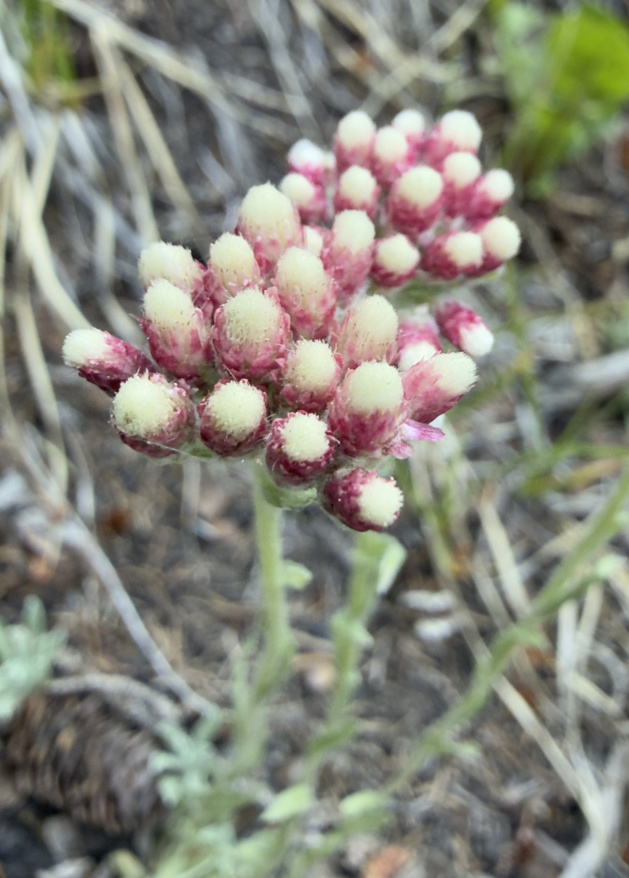 Rosy pussytoes, Antennaria rosea, 6/22/26