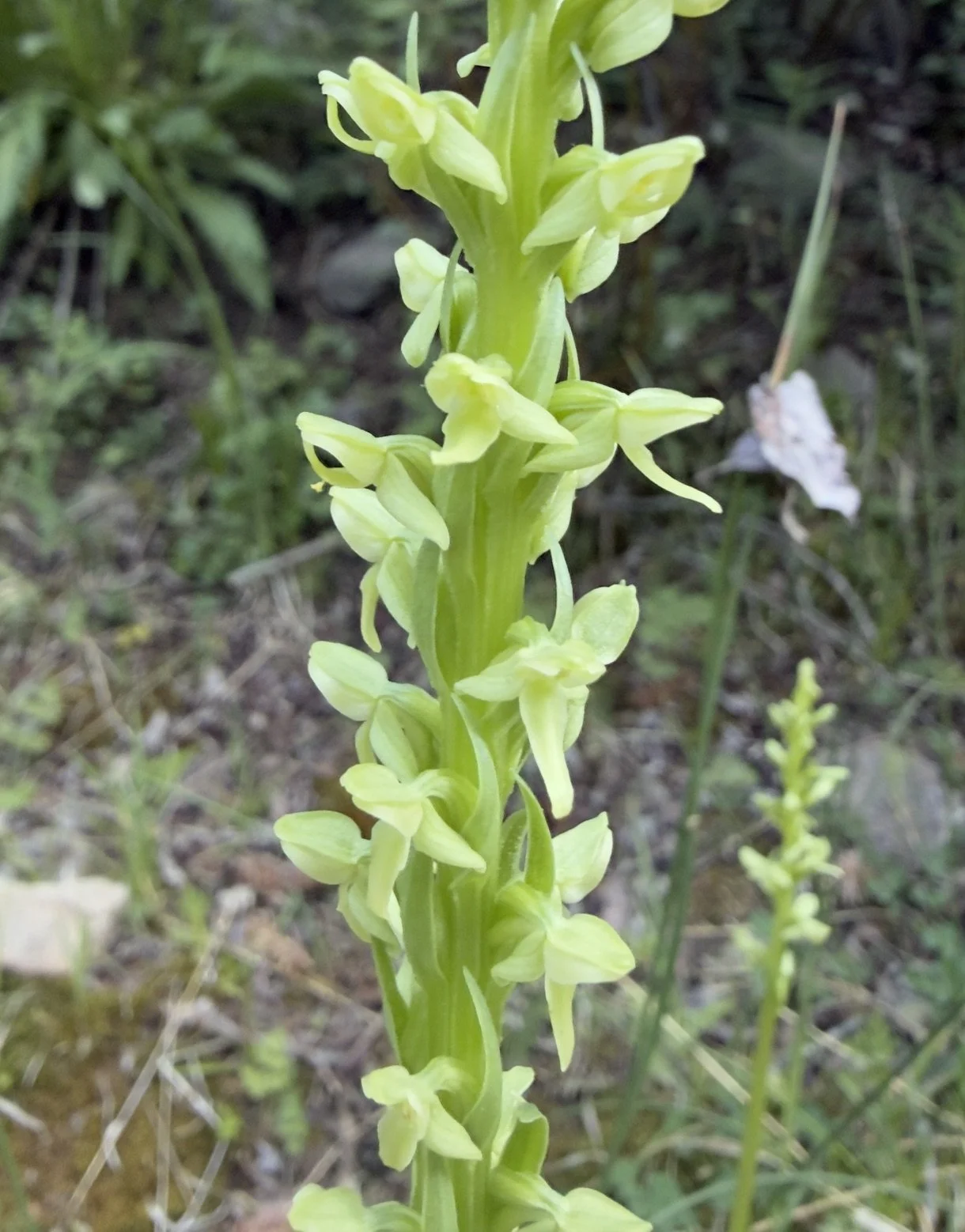 Green bog orchid, Plantathera huronensis, 6/22/26