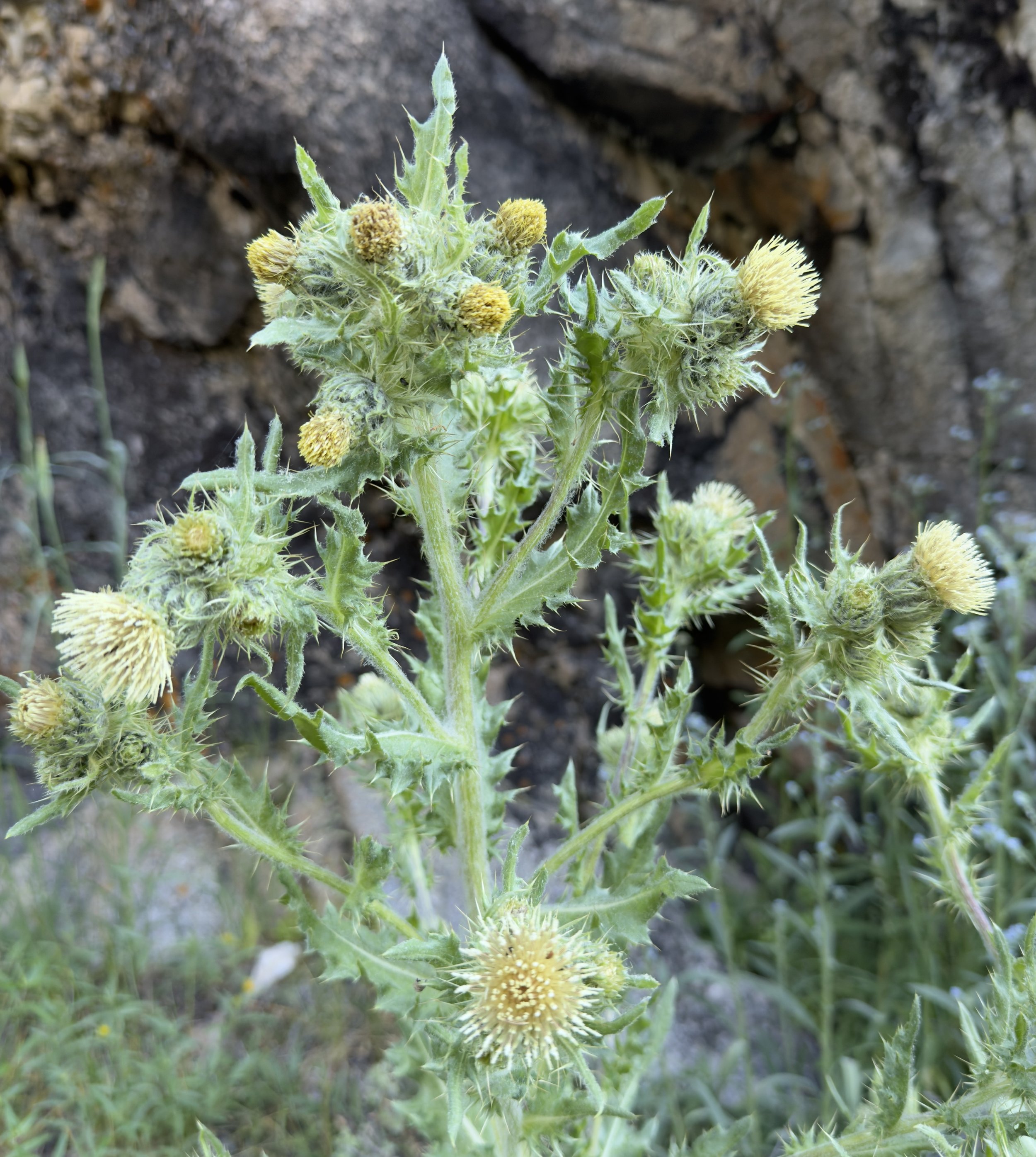 Eaton's thistle, Cirsium eatonii, 6/22/26