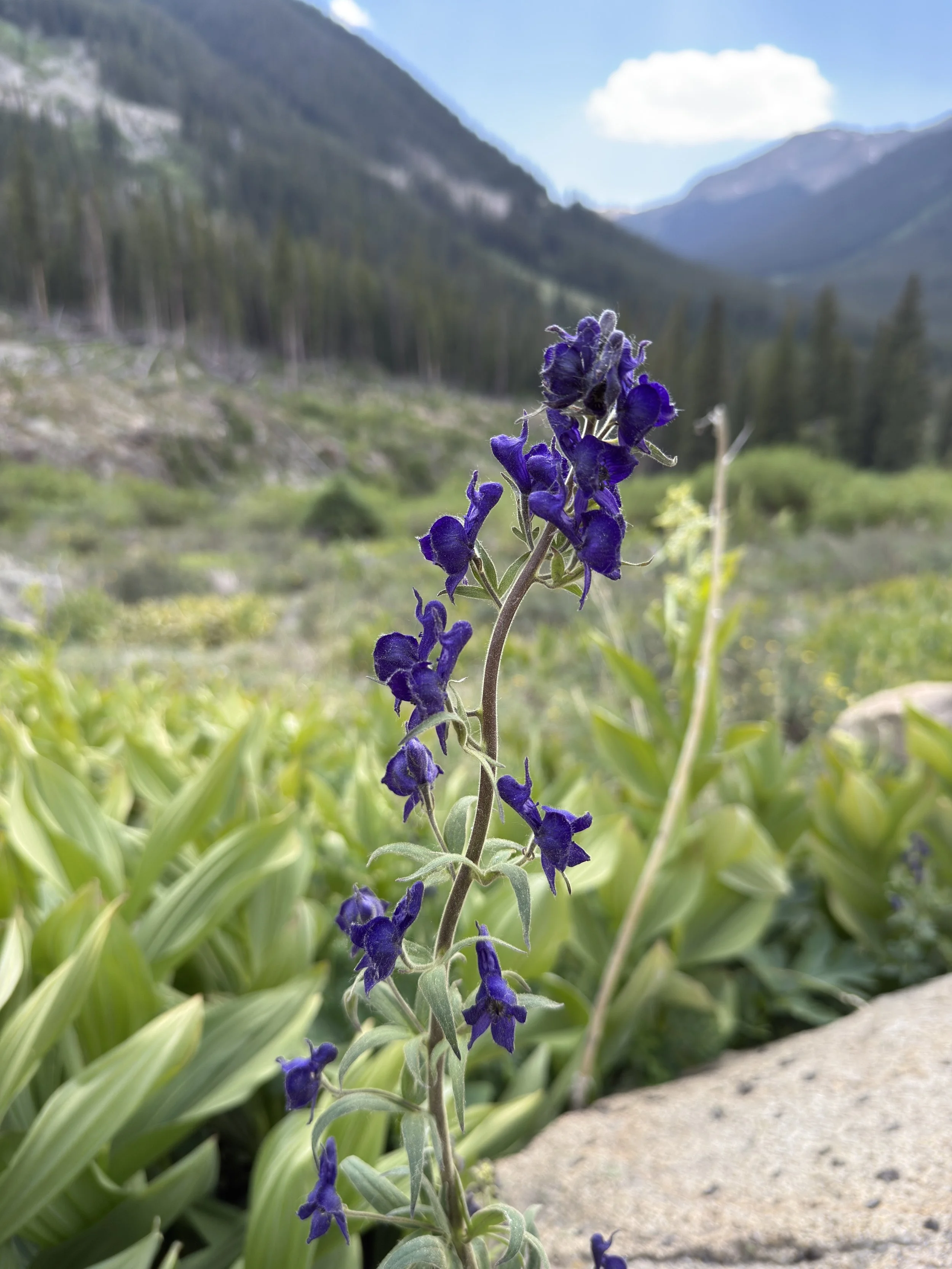 Monkshood, Aconytum columbianum, 6/22/26