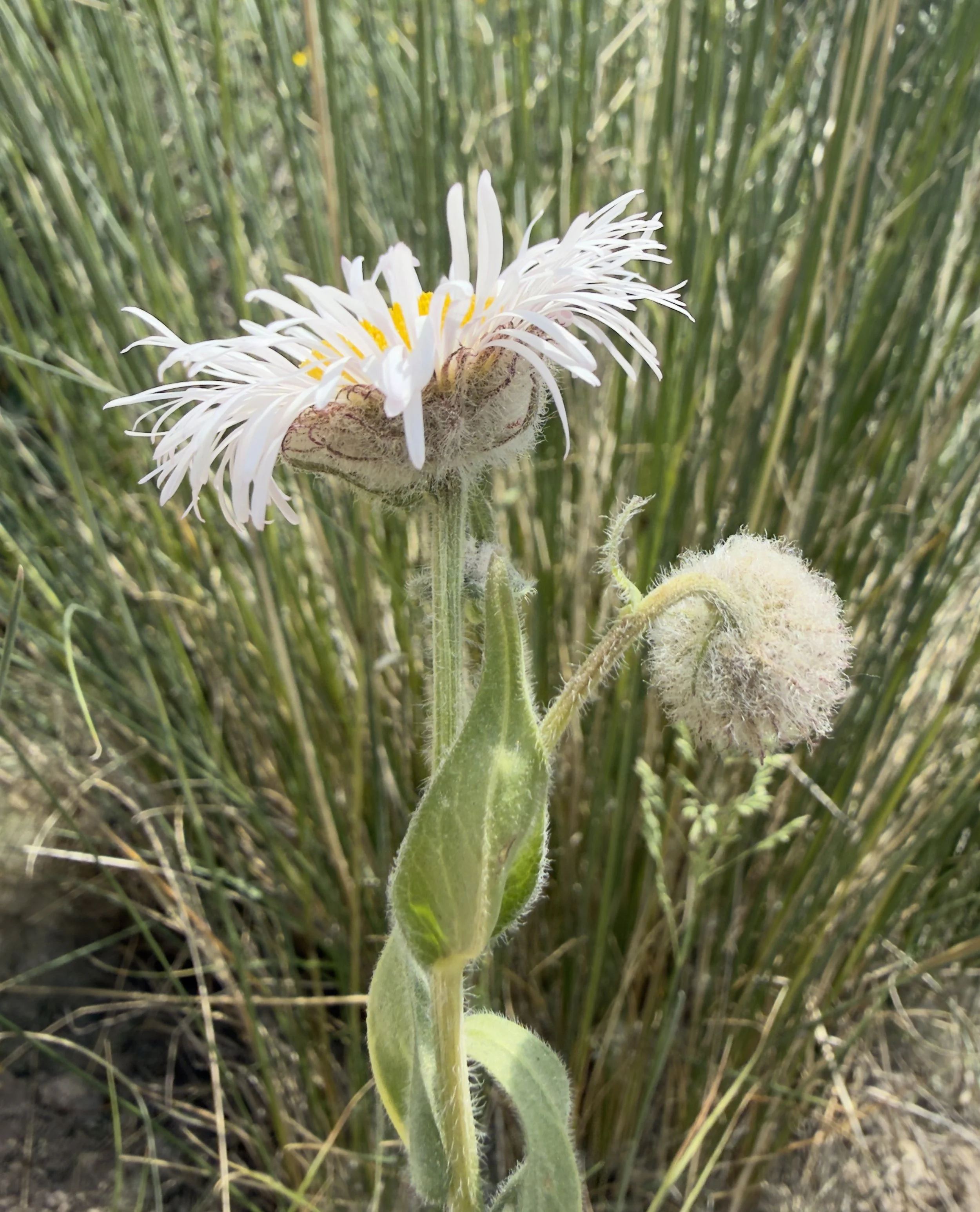 Tall daisy, Erigeron elatior, 6/22/26