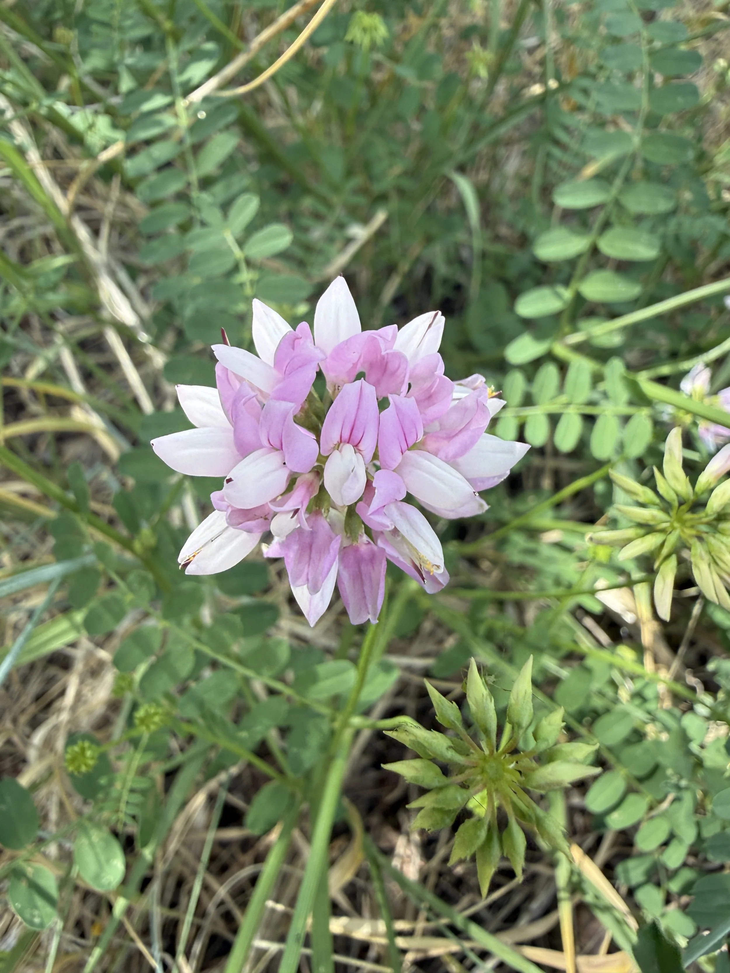 Crown vetch, Securigera varia, 6/24/26