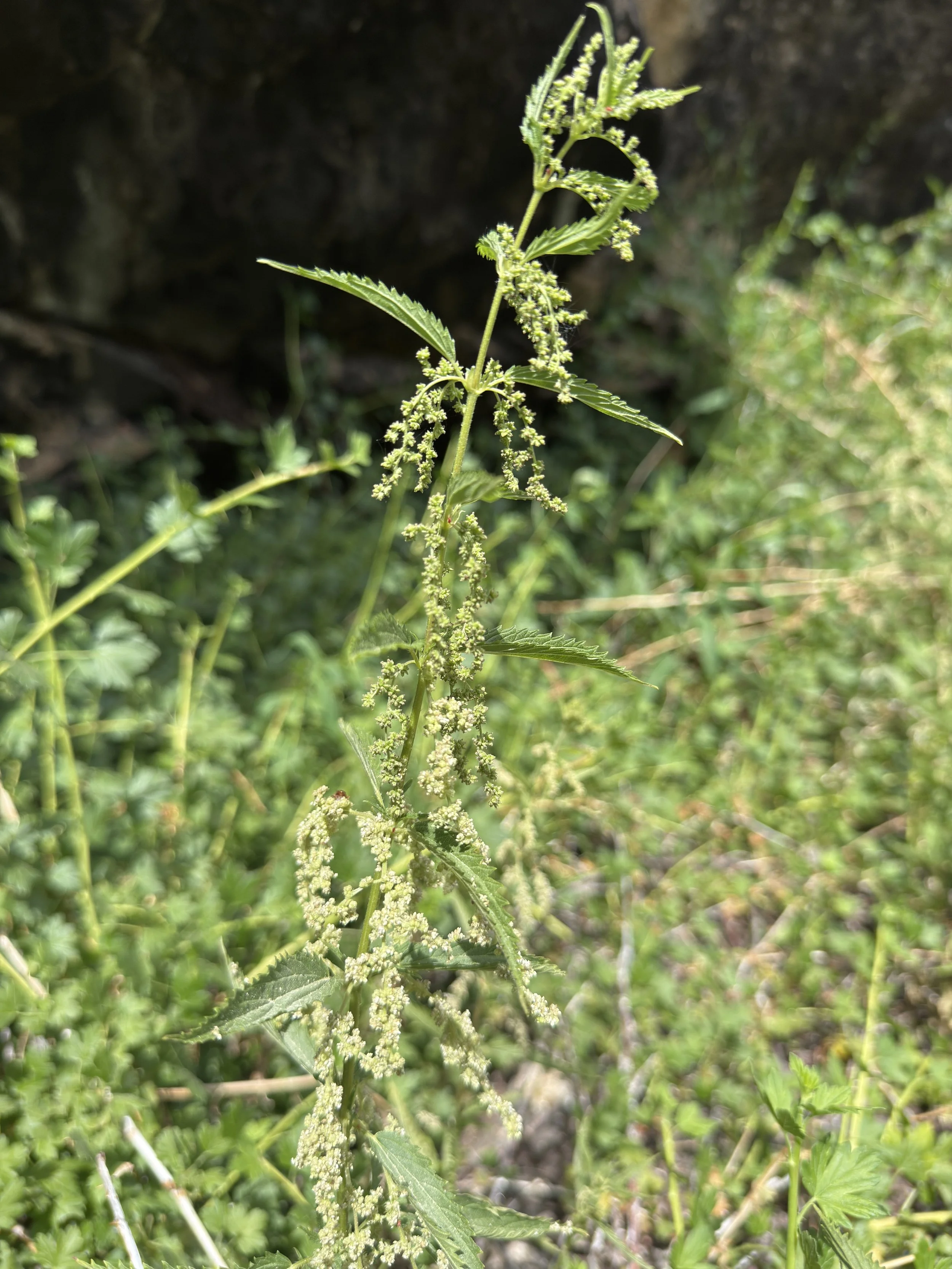 Stinging nettle, Urtica dioica, 6/24/26