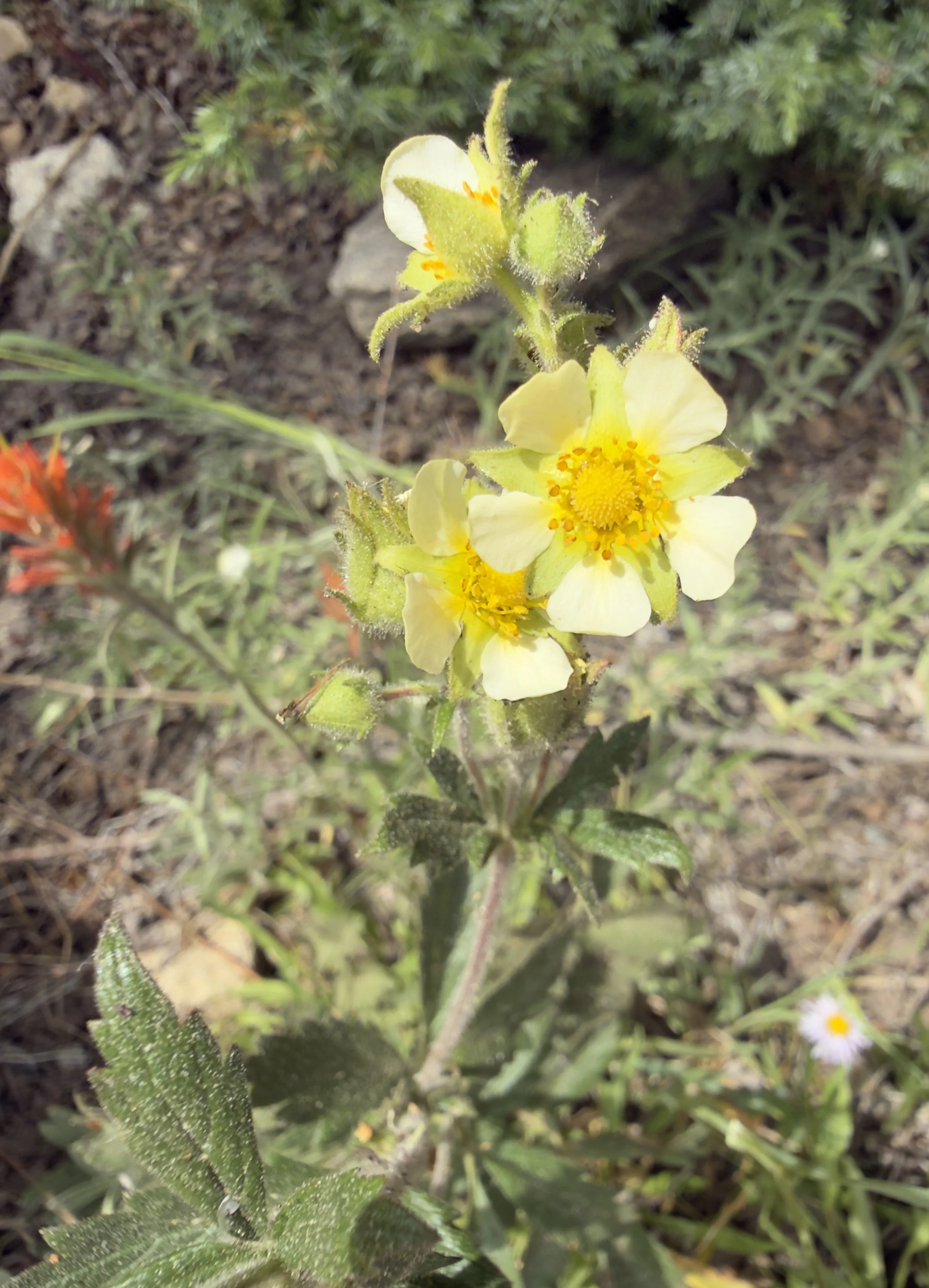 White potentilla, Drymocalis convallaria, 6/24/26