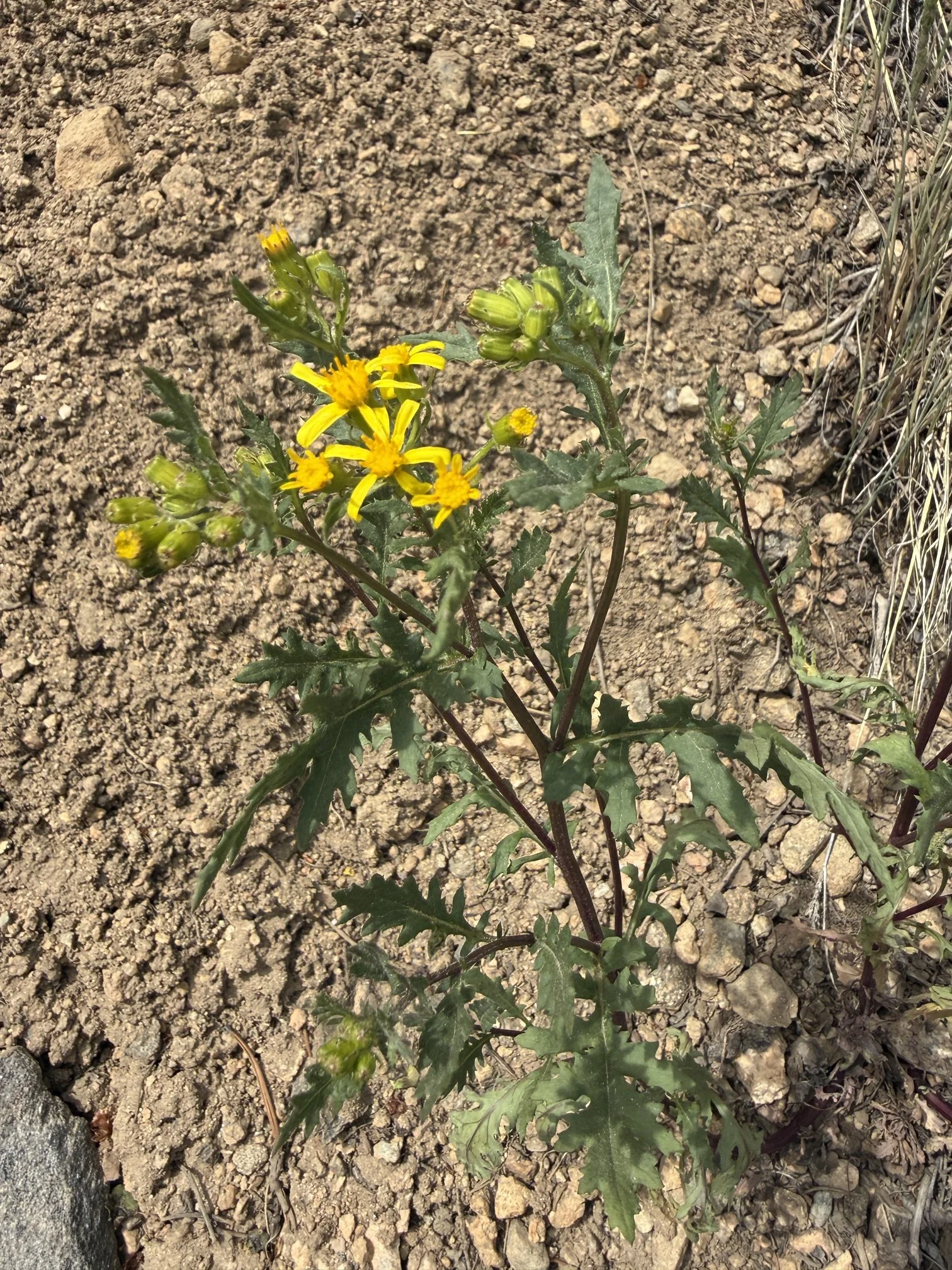 Cutleaf ragwort, Senecio eremophilus, 6/24/26