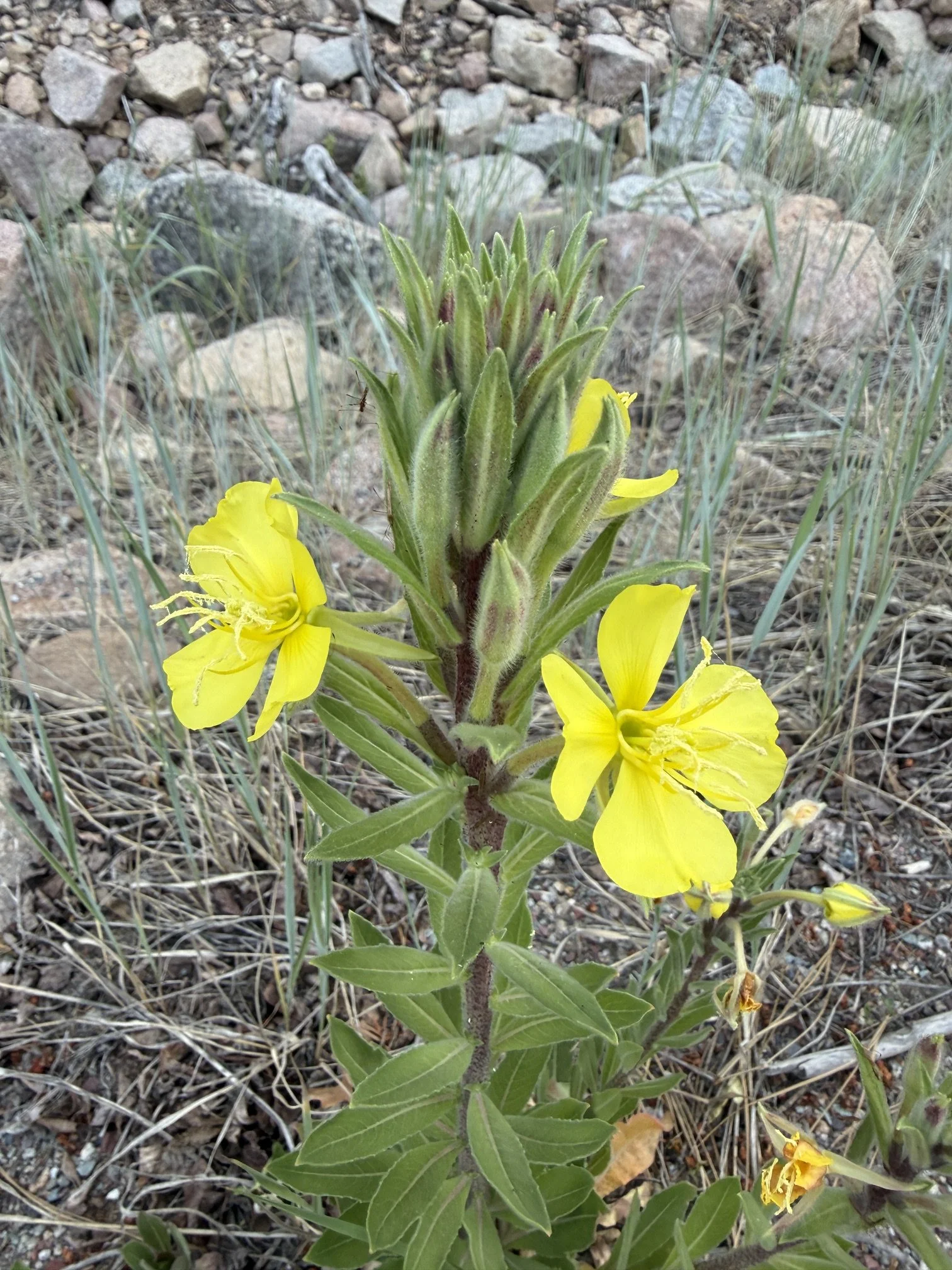 Hairy evening primrose, Oenothera villosa, 6/24/26