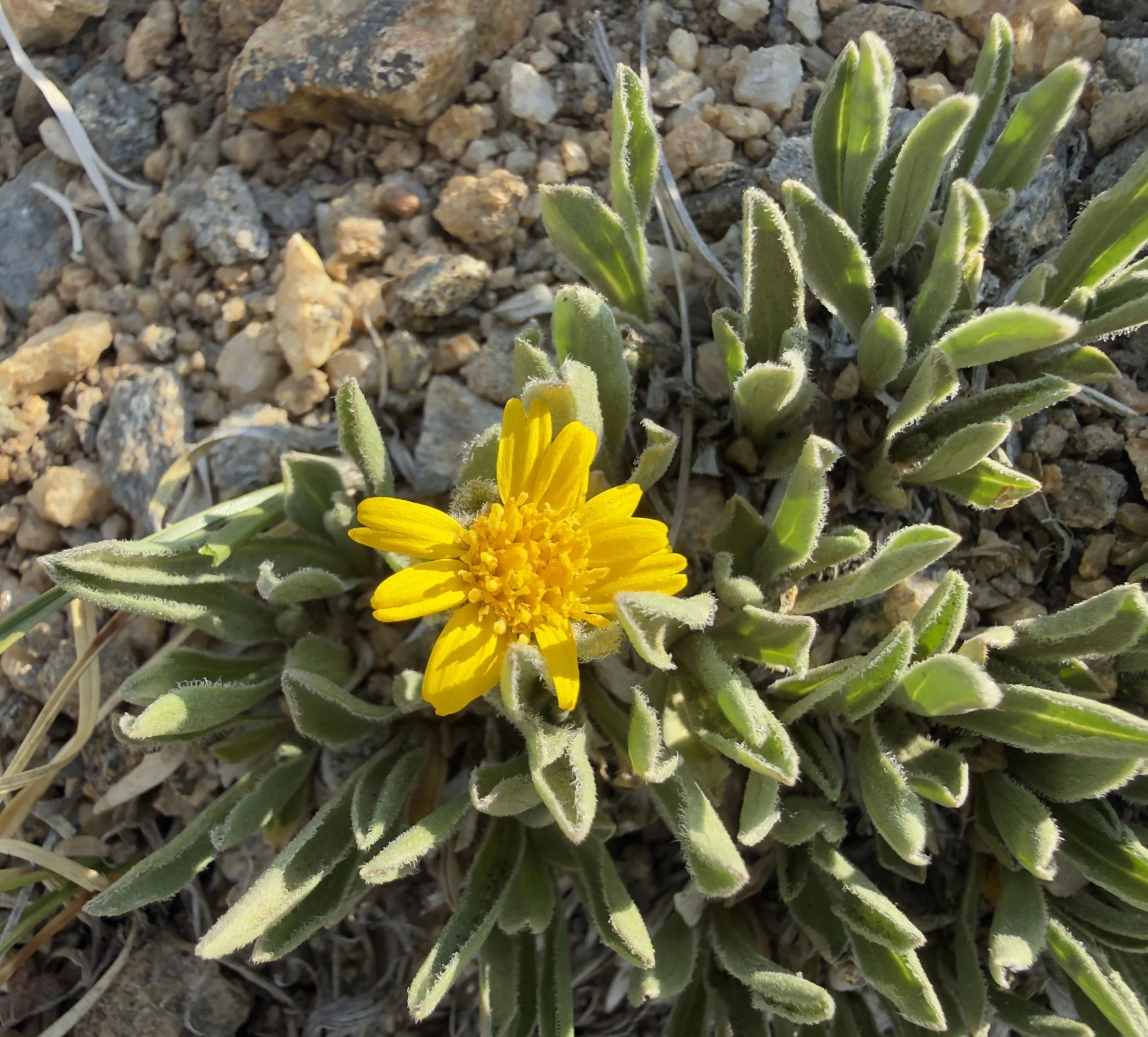 Pygmy goldenweed, Tonestus pygmaeus, 6/24/26