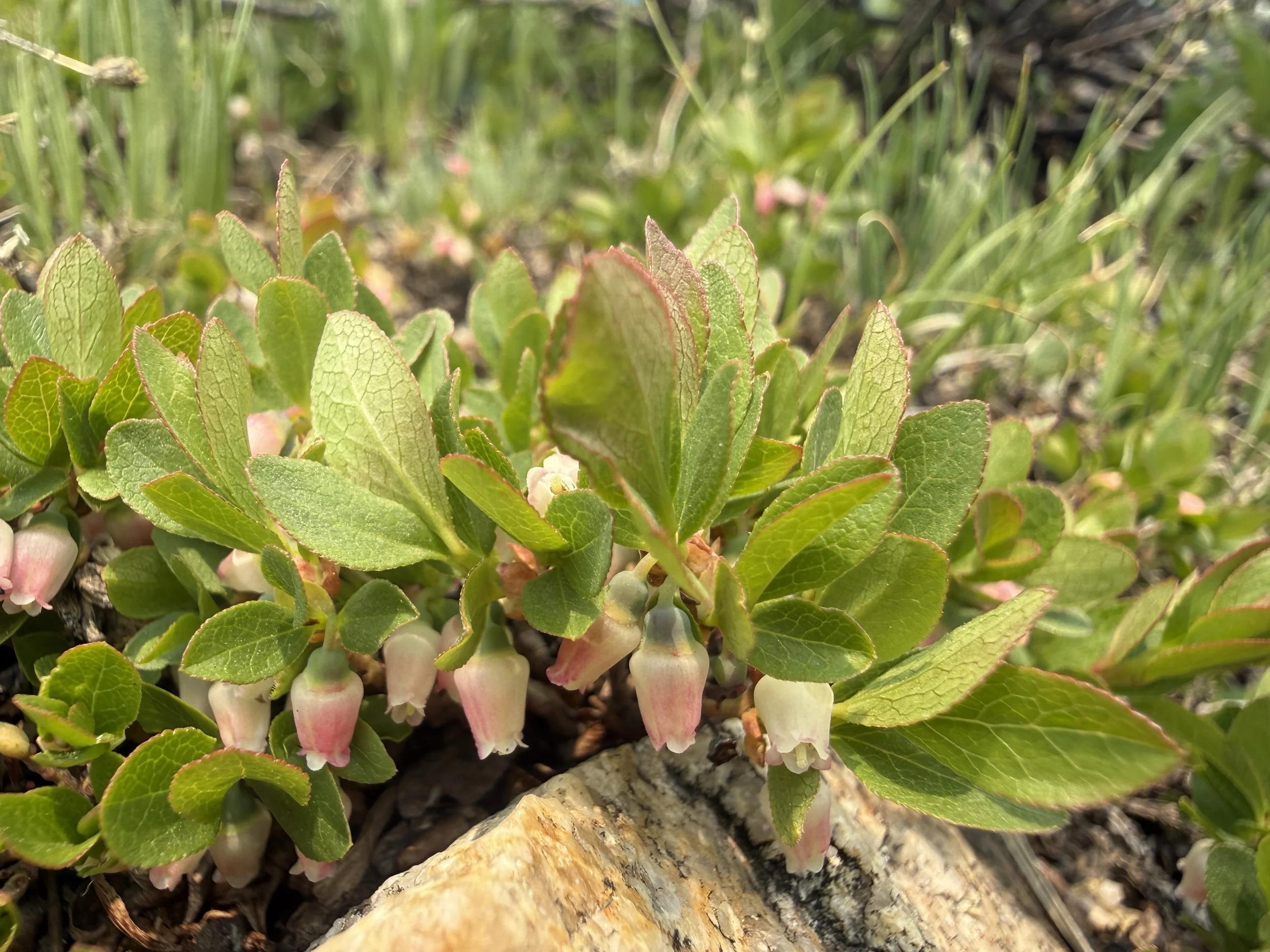 Grouse whortleberry, Vaccinium scoparium, 6/24/26