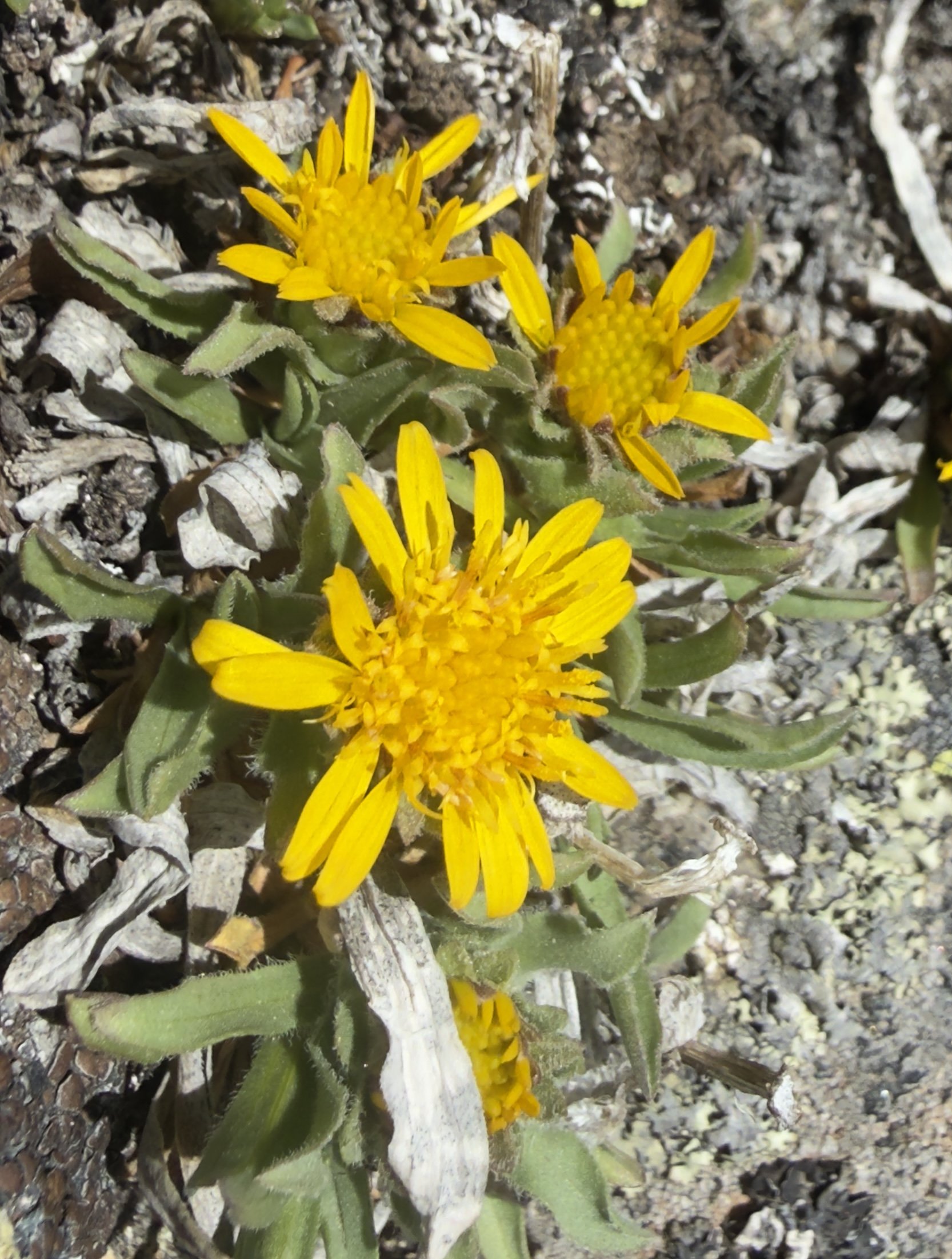 Lyall's goldenweed, Tonestus lyallii, 6/26/26