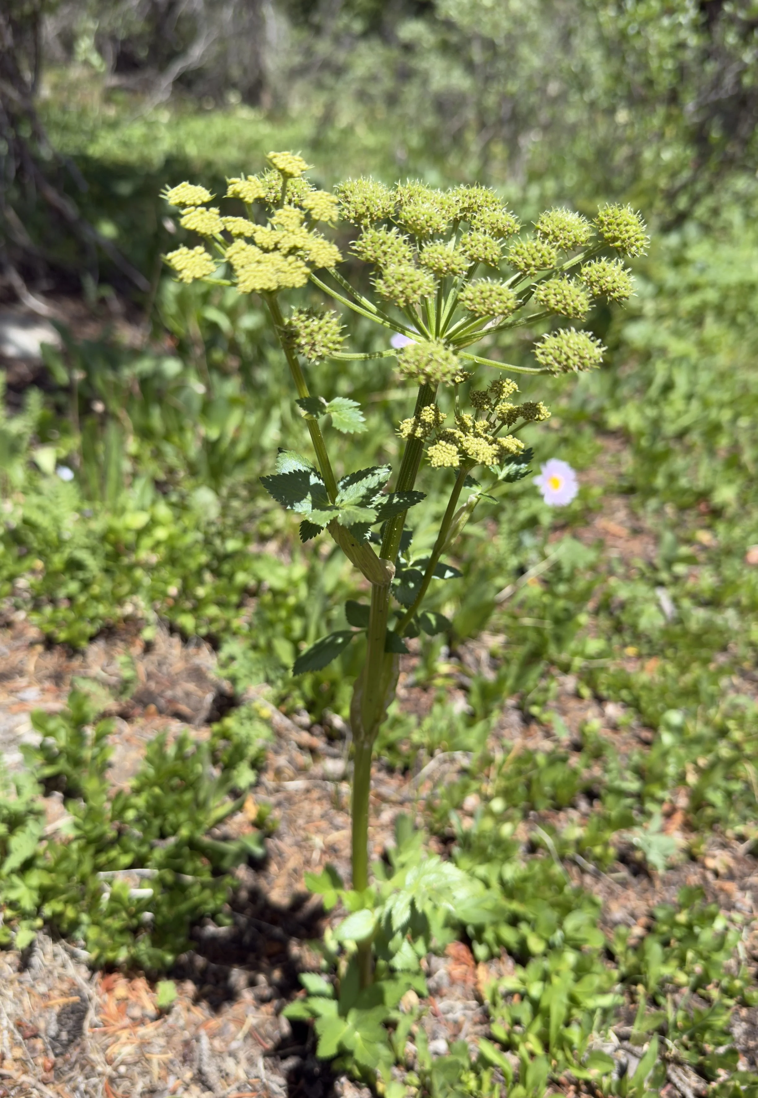 Gray's angelica, Angelica grayi, 6/26/26
