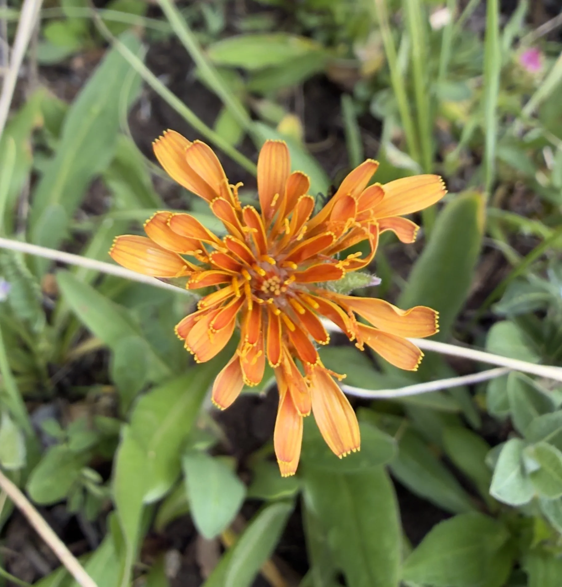 Orange agoseris, Agoseris aurantiaca, 6/26/26