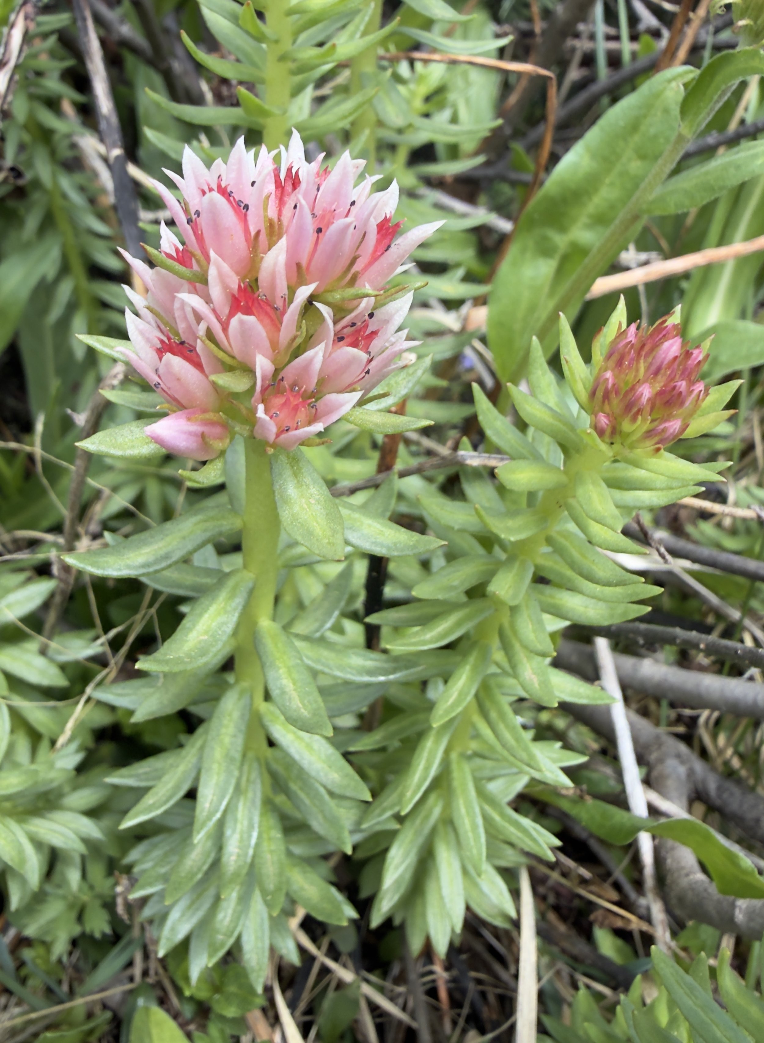 Queen's crown, Rhodiola rhodantha, 6/26/26