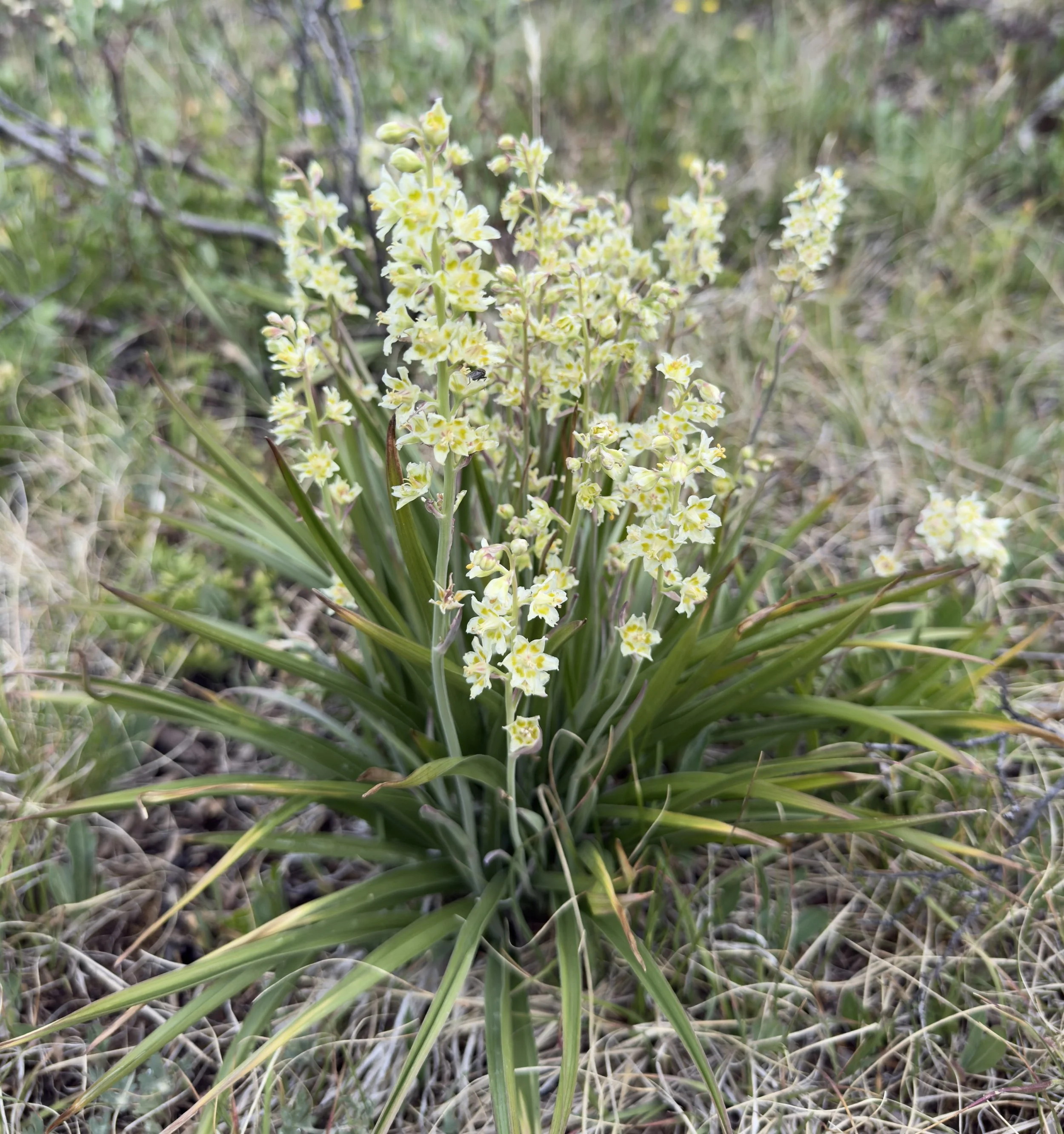 Death camas, Anticlea elegans, 6/26/26