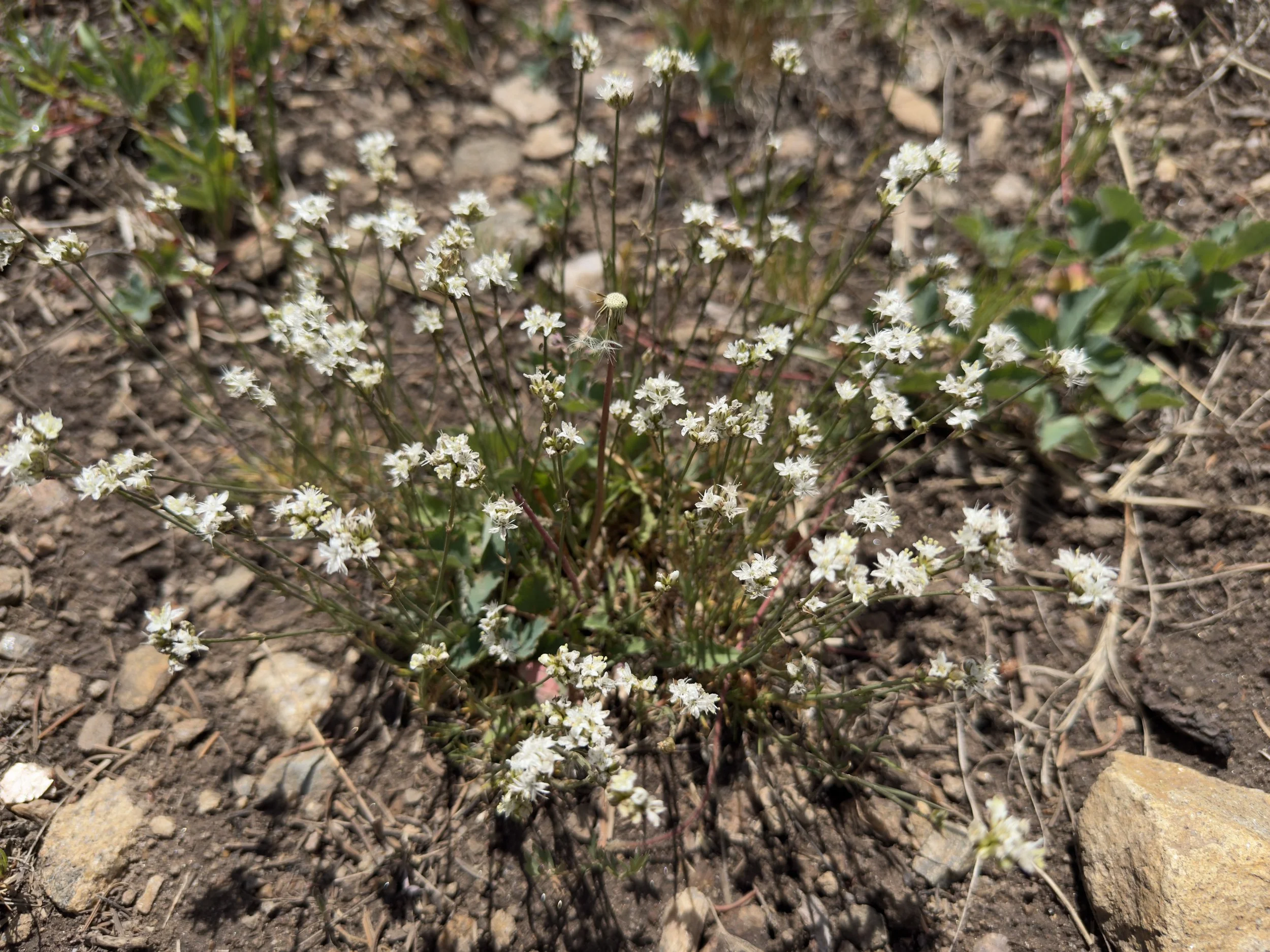 Ballhead sandwort, Eremogone congesta, 6/26/26