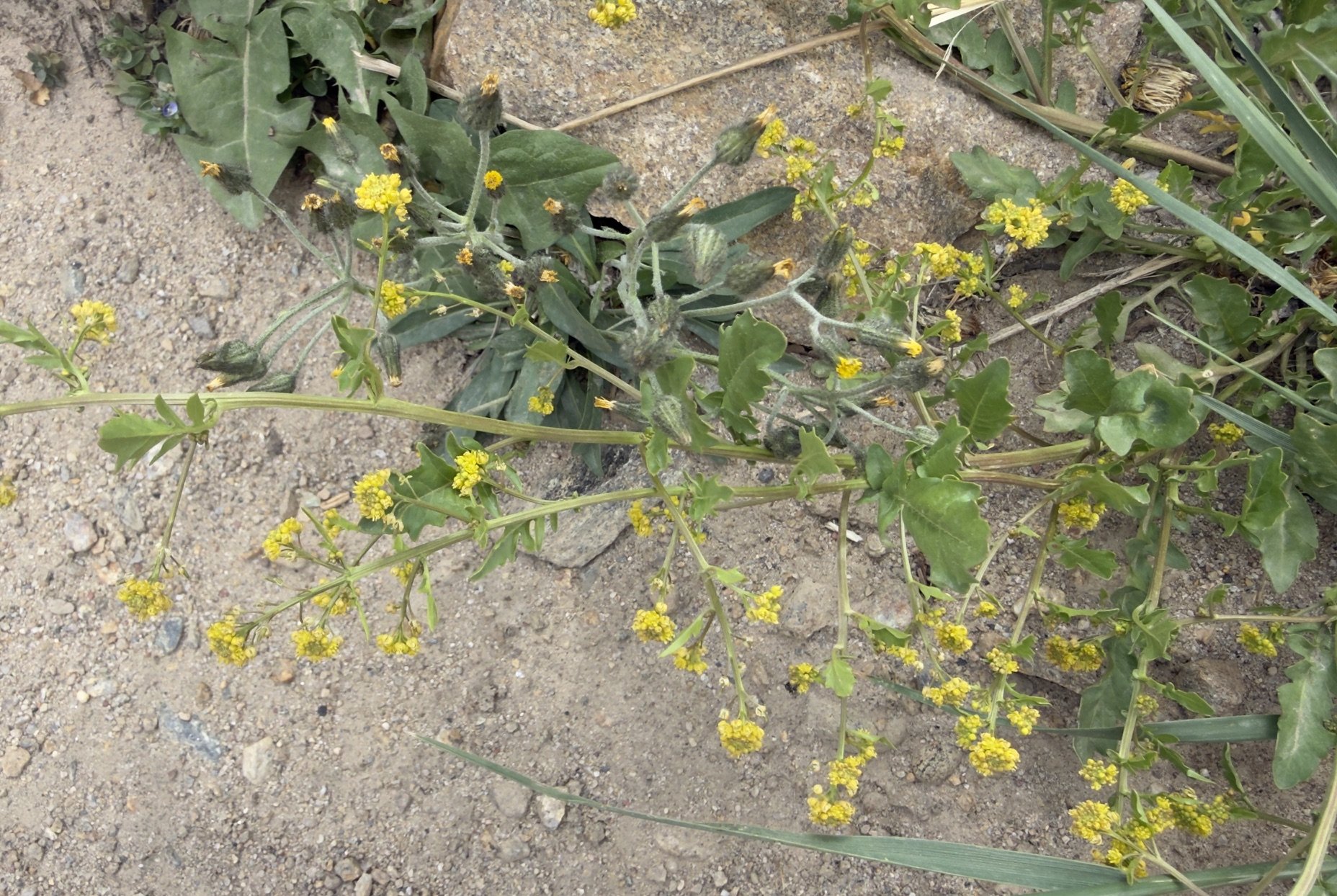 Alpine yellowcress, Rorippa alpina, 6/30/26