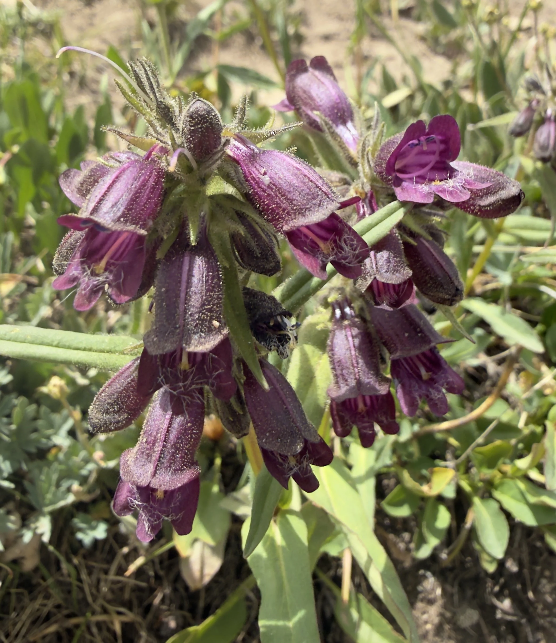 Whipple's penstemon, Penstemon whippleanus, 6/30/26