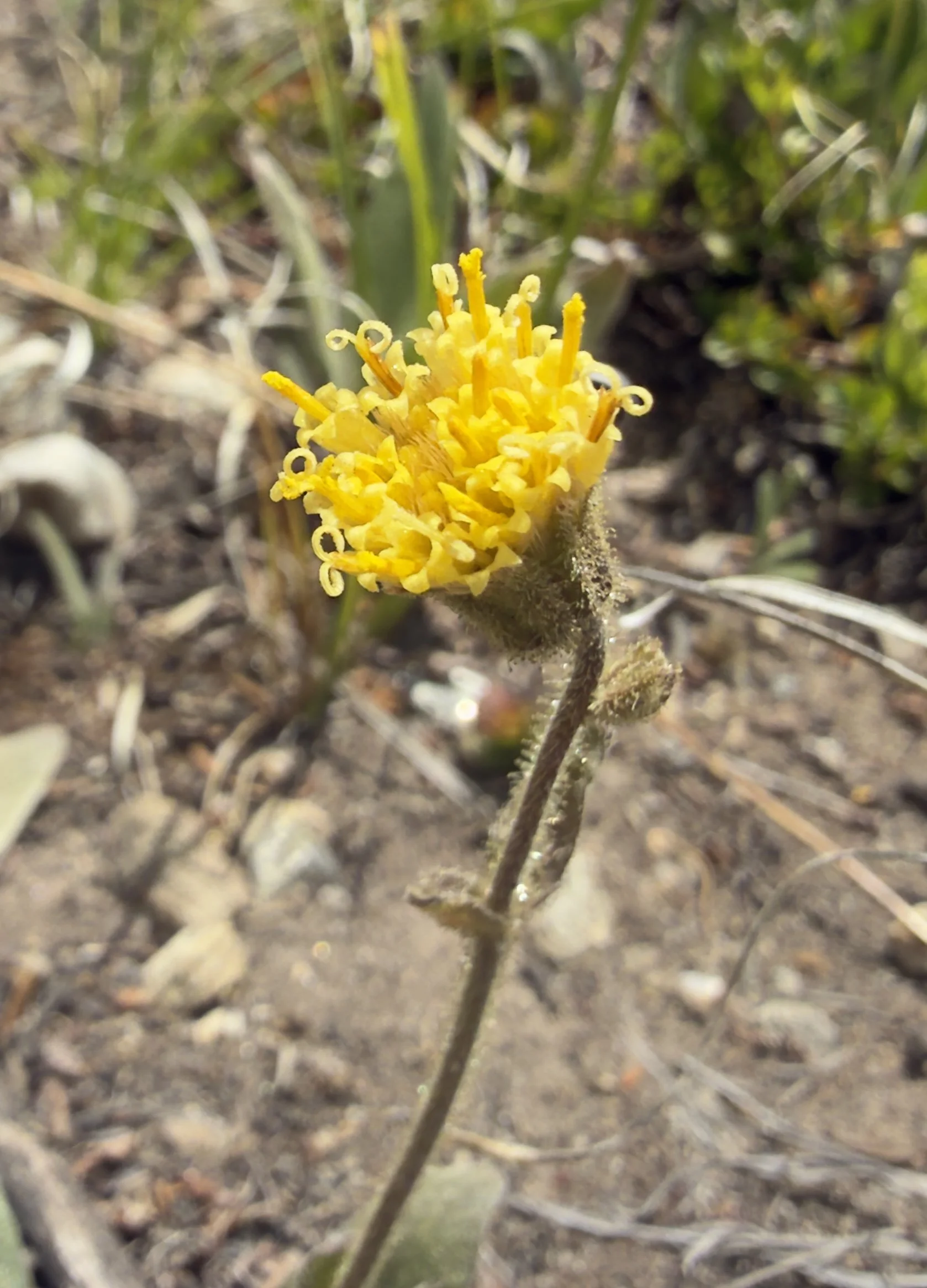 Parry's arnica, Arnica parryi, 6/30/26