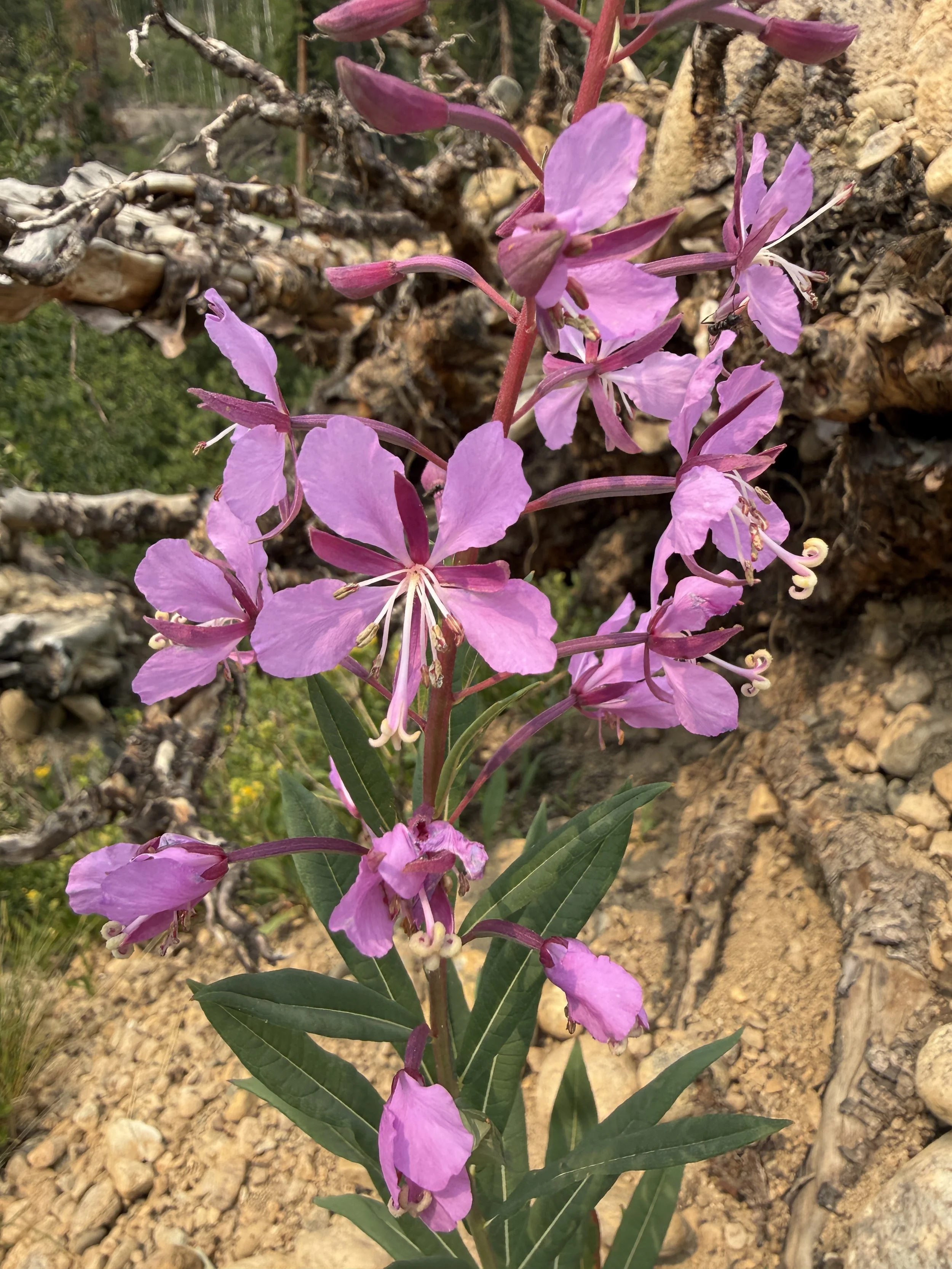 Fireweed, Chamaenerion angustifolium, 7/6/26