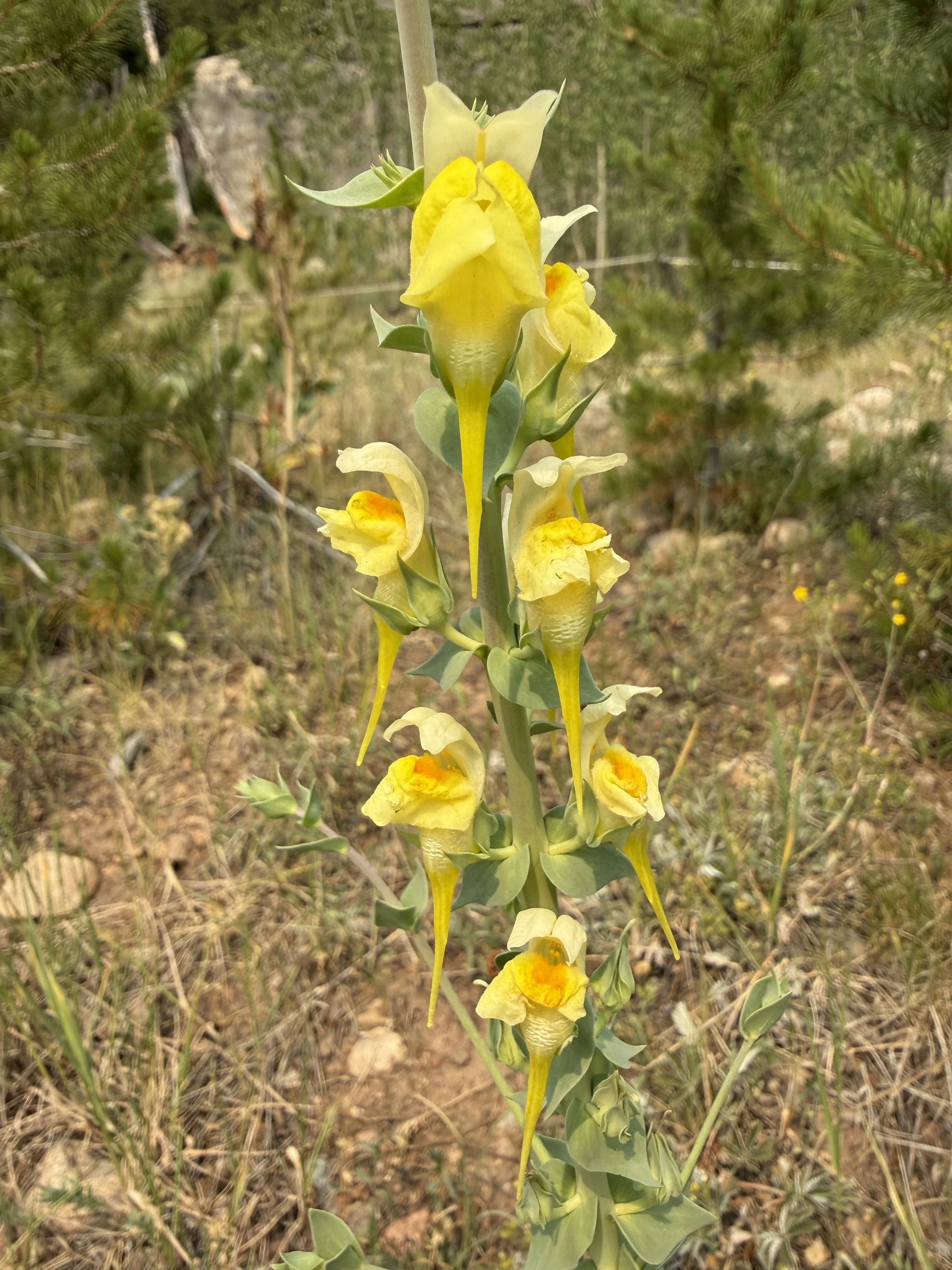 Yellow toadflax, Linaria vulgaris, 7/6/26