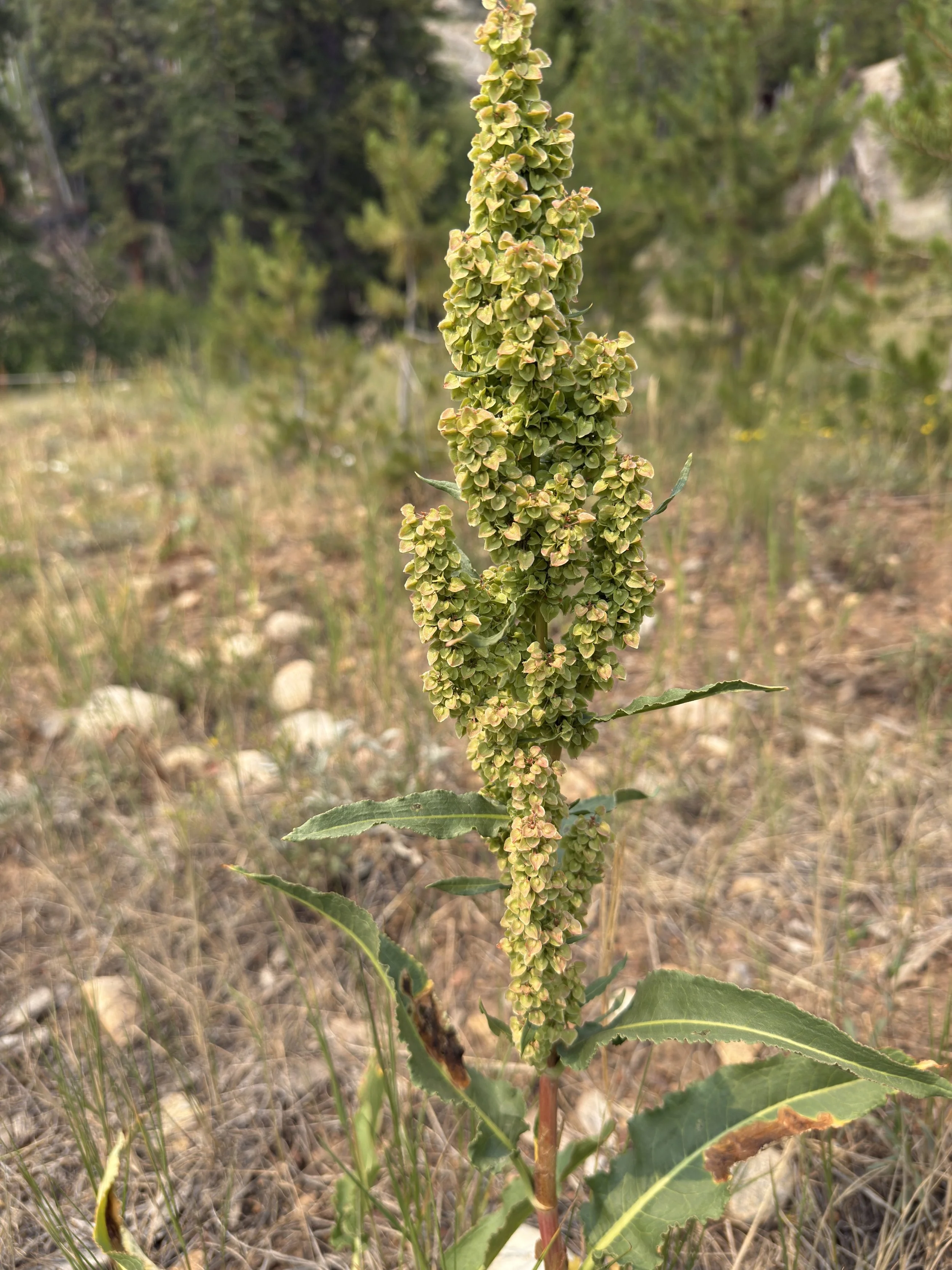 Curly dock, Rumex crispus, 7/6/26