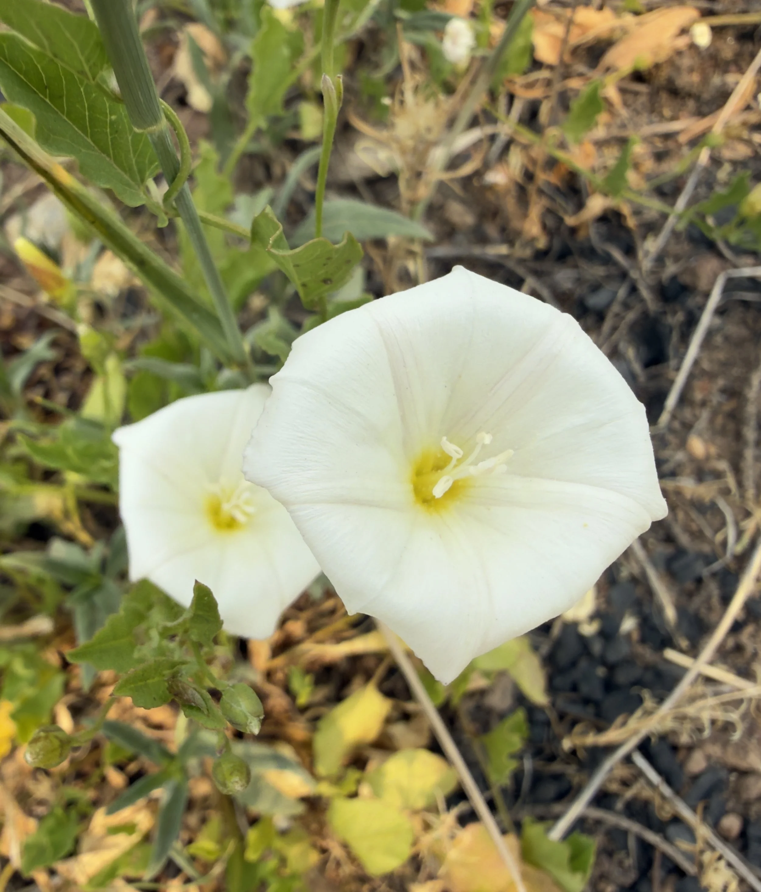 Field bindweed, Convolvulus arvensis, 7/6/26