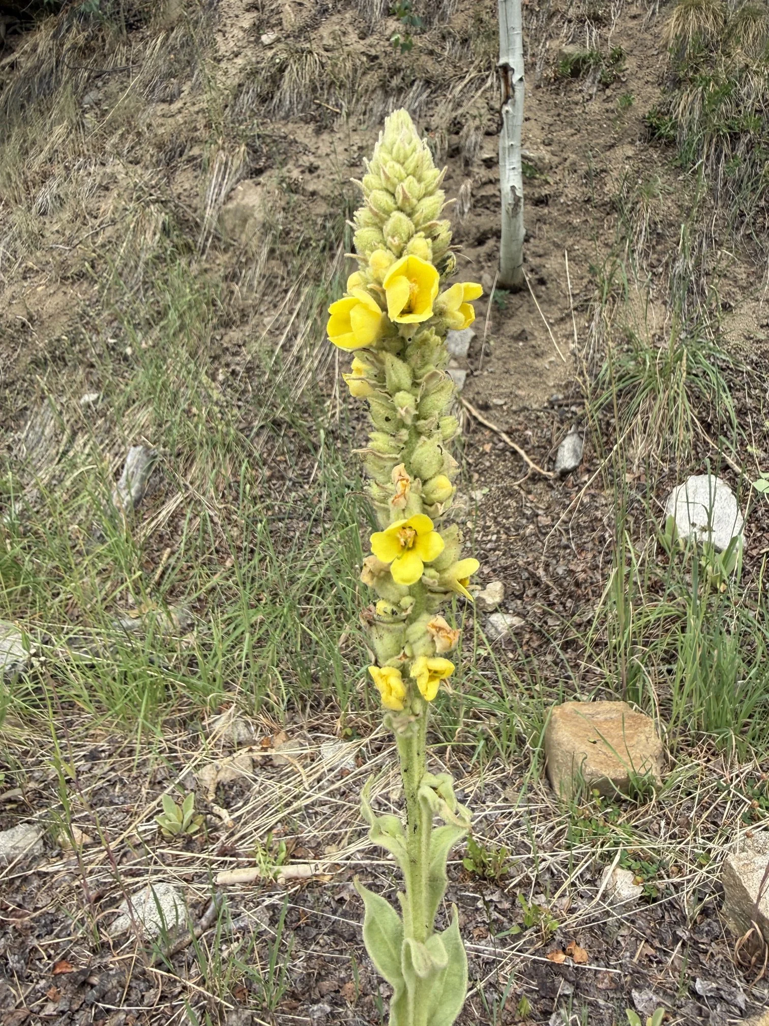 Woolly mullein, Verbascum thapsus, 7/8/26
