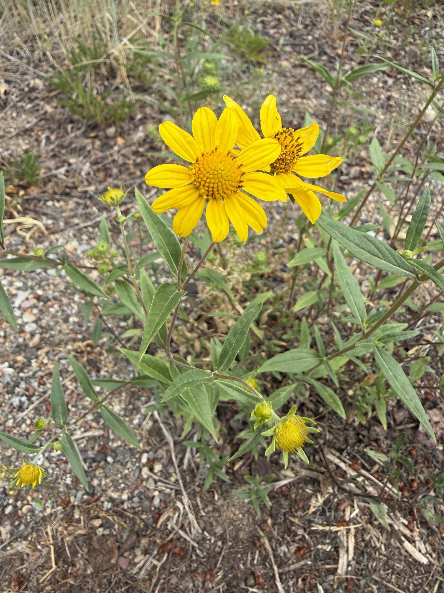 Showy goldeneye, Heliomerus multiflora, 7/8/26