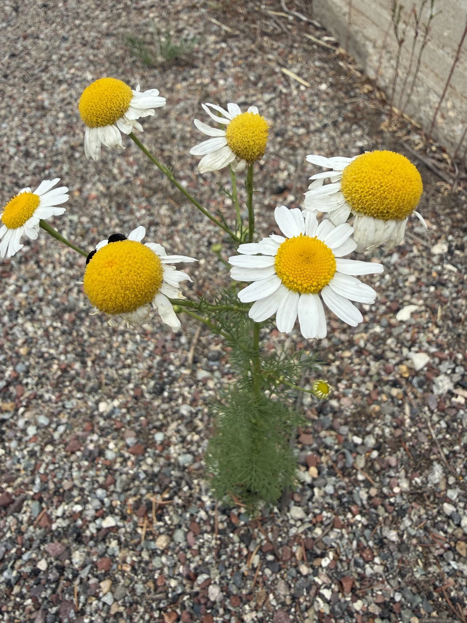 Scentless chamomile, Tripleurospermum inodorum, 7/8/26