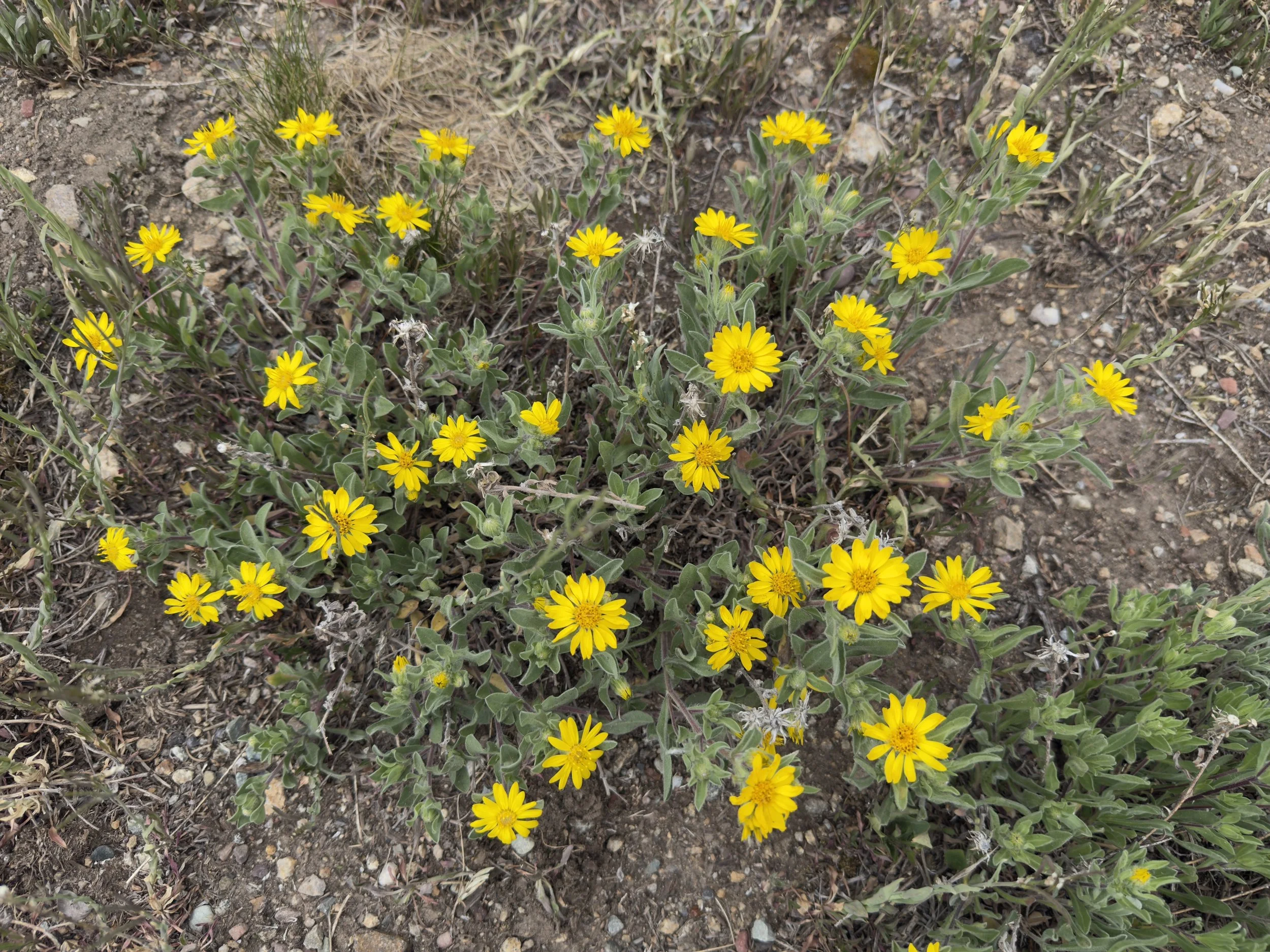 Alpine goldenaster, Heterotheca pumila, 7/8/26