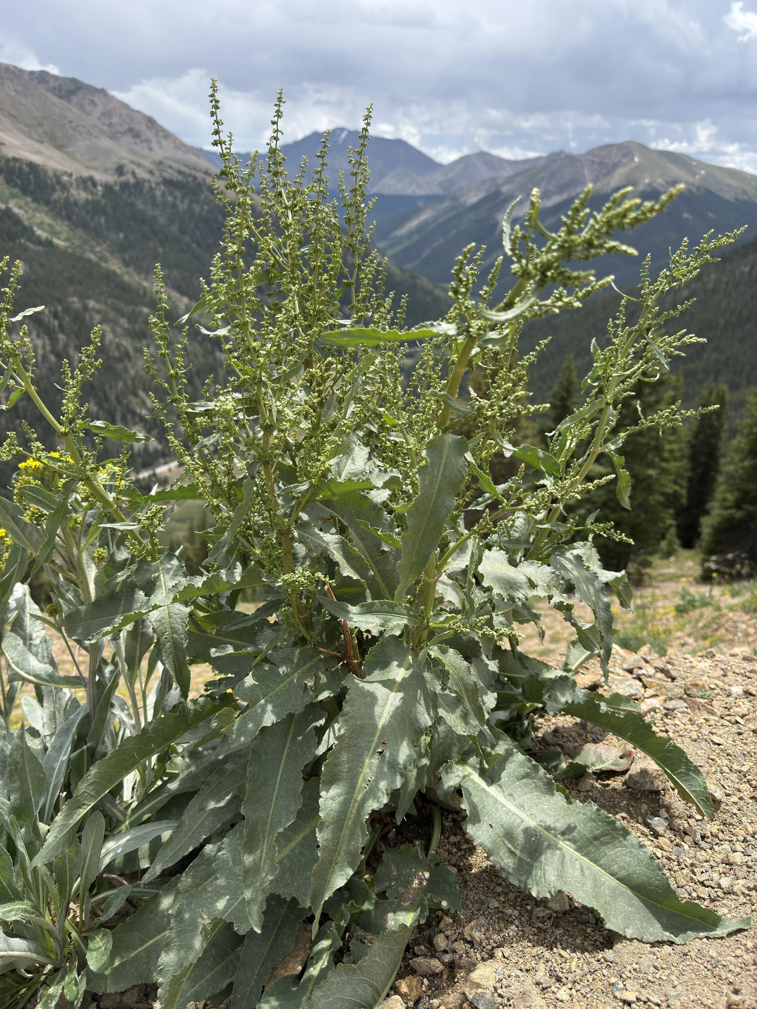 Alpine dock, Rumex densiflorus, 7/8/26