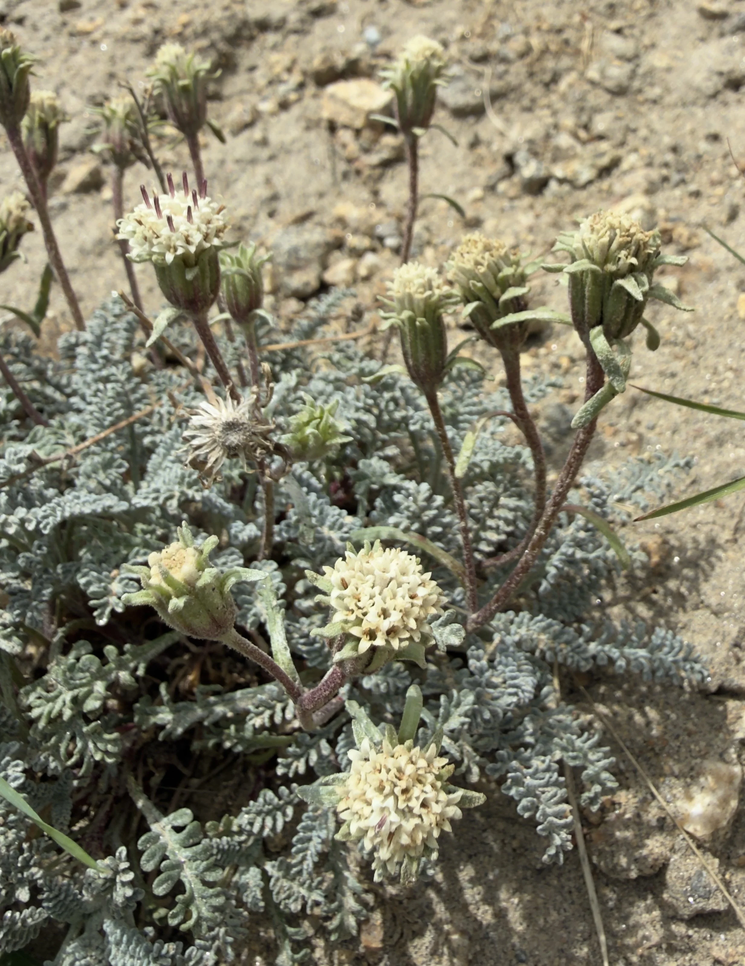 Alpine dustymaiden, Chaenactis alpina, 7/8/26