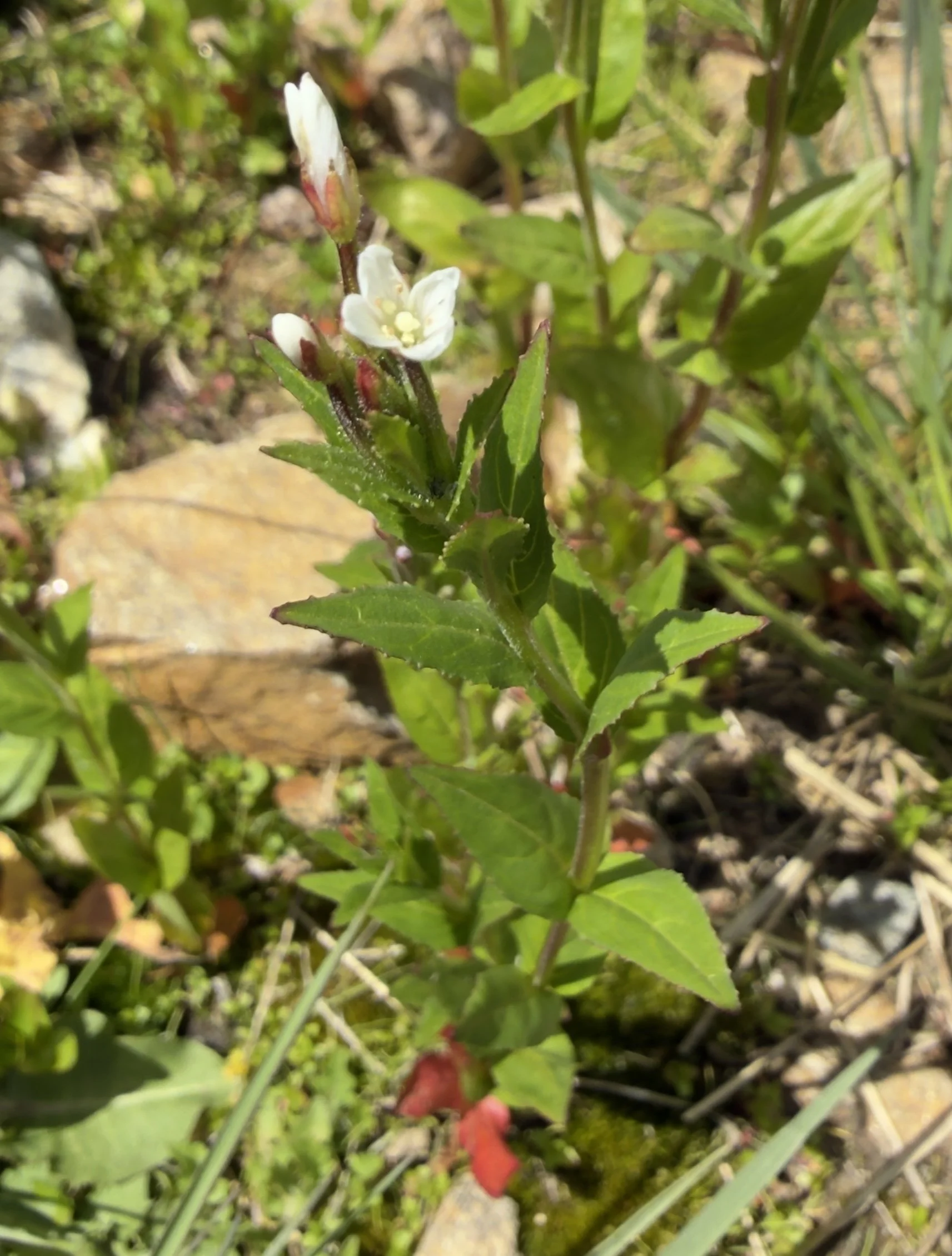 Hornemann's willowherb, Epilobium hornemannii, 7/8/26