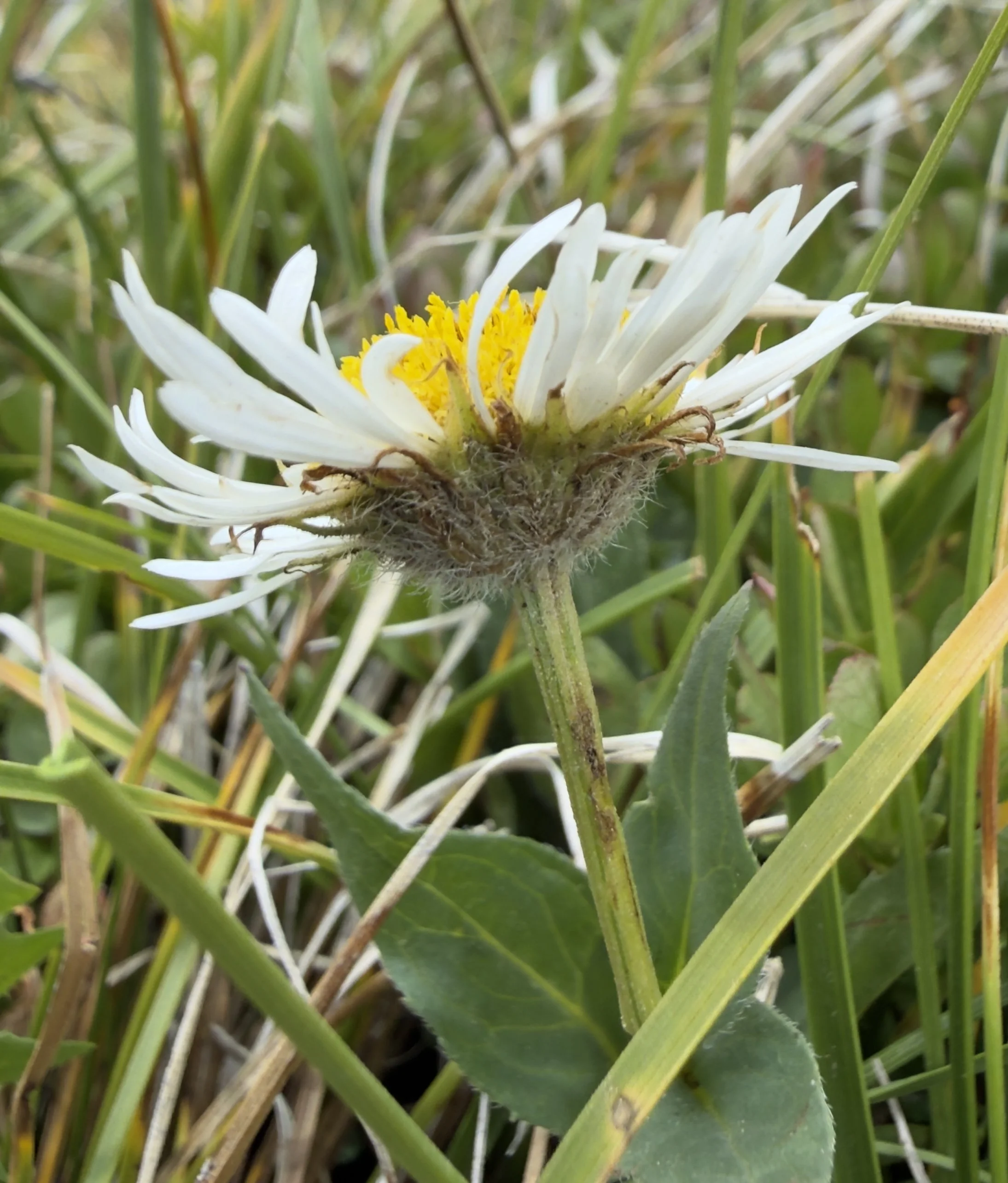 Coulter's daisy, Erigeron coulteri, 7/8/26