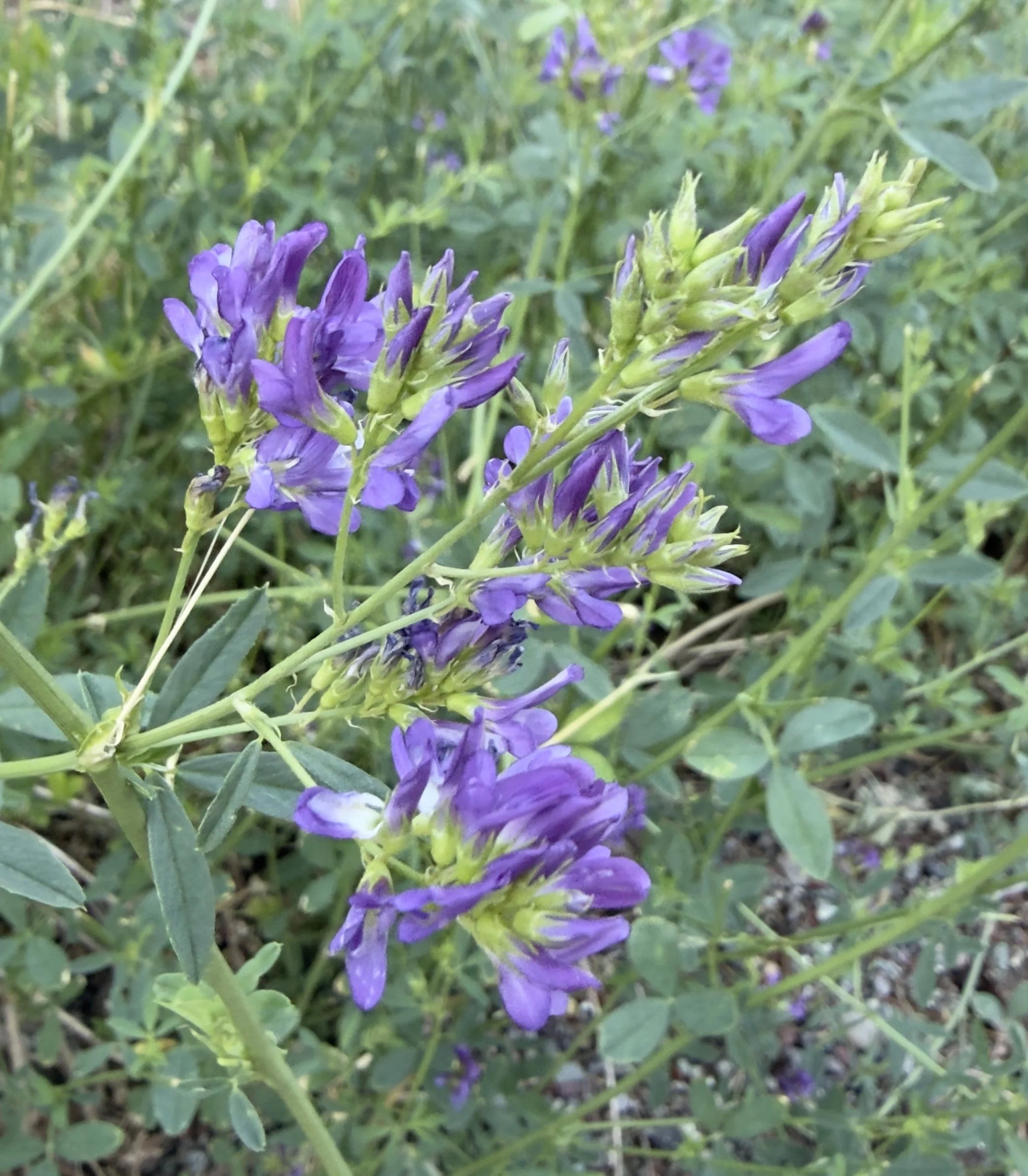 Alfalfa, Medicago sativa, 7/8/26