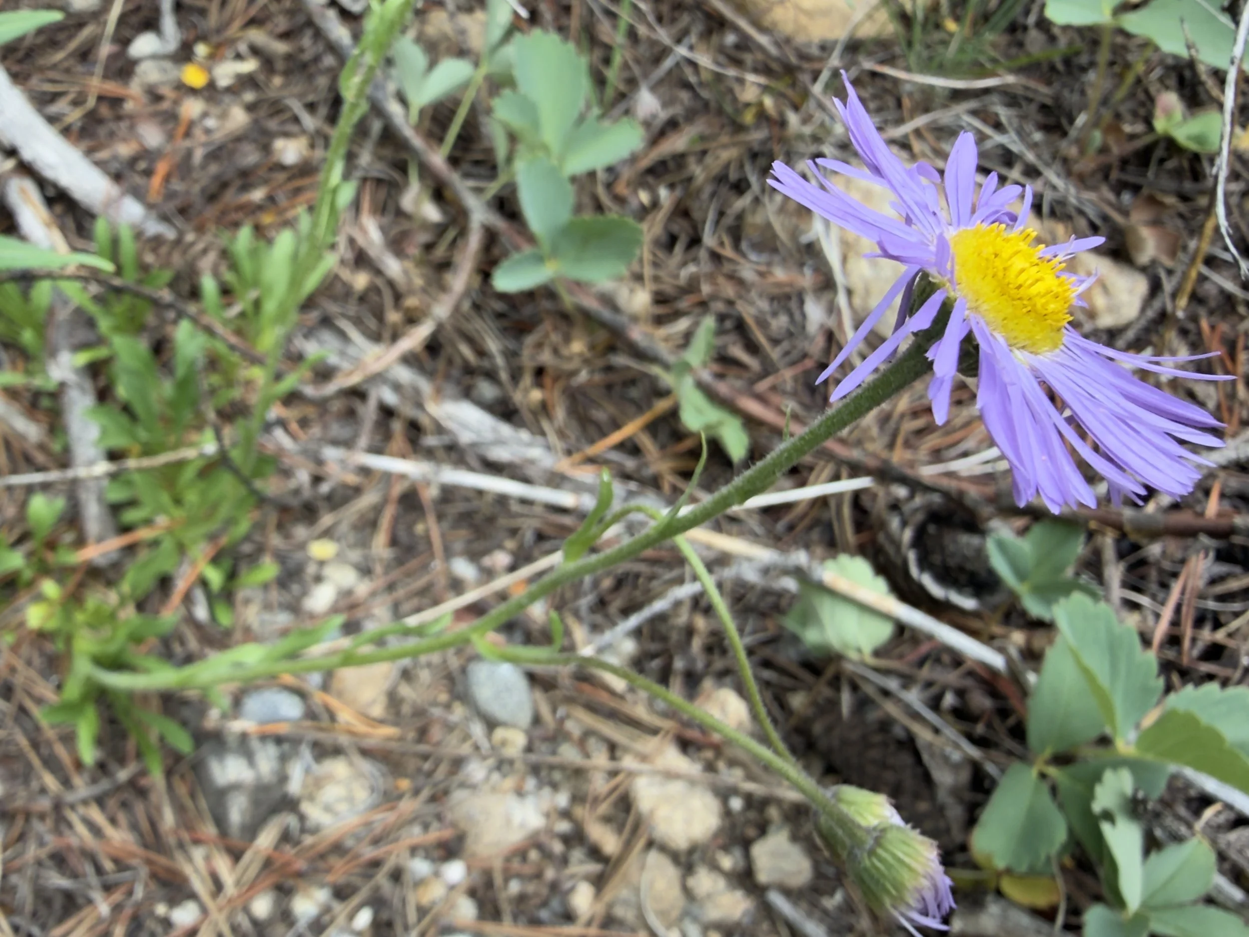 Bear River daisy, Erigeron ursinus, 7/8/26