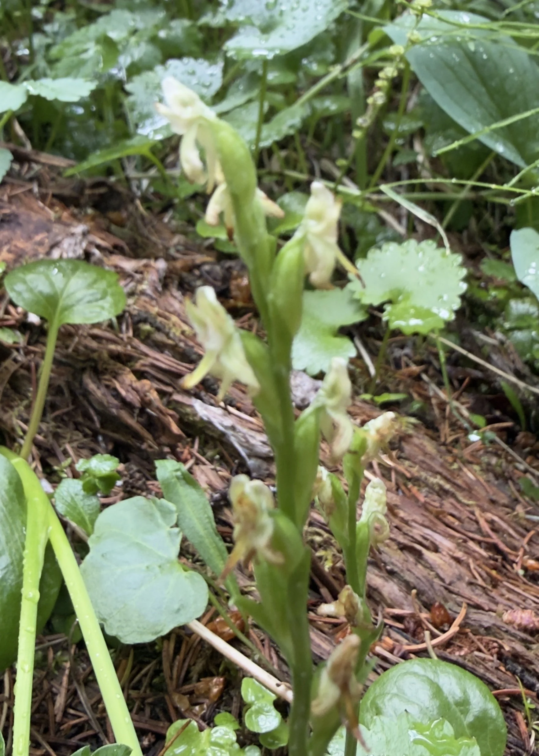 Blunt-leaf orchid, platanthera obtusata, 7/9/26